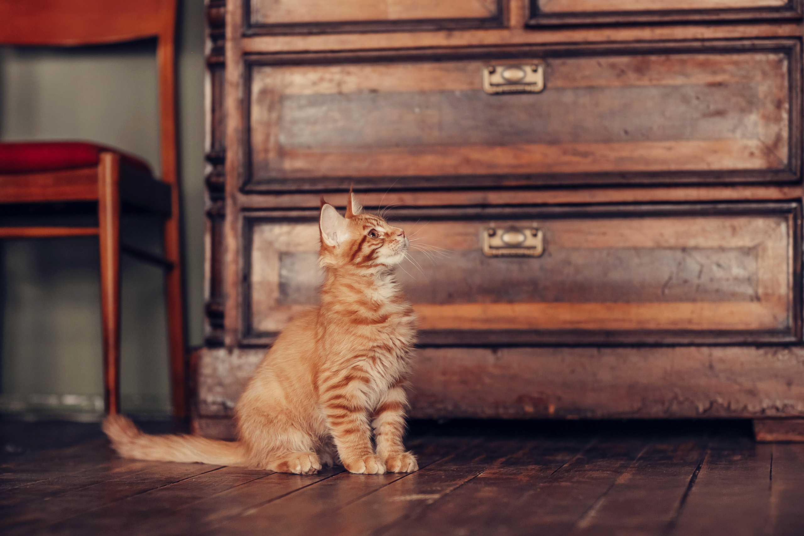 Живая Шляпа. Детский и семейный фотограф в Москве Анна Ипатьева
