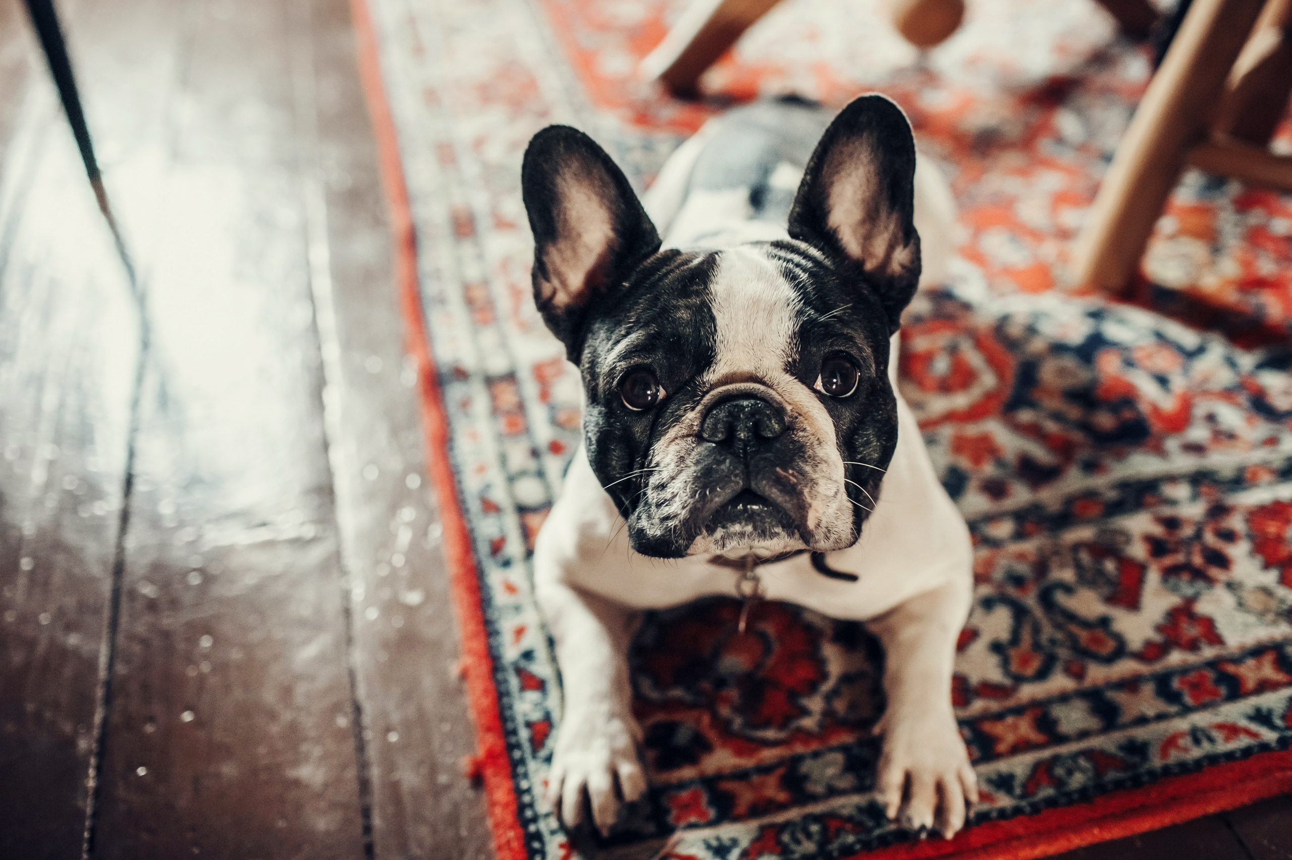 Люся, Андрей, Ян и Софа. Детский и семейный фотограф в Москве Анна Ипатьева