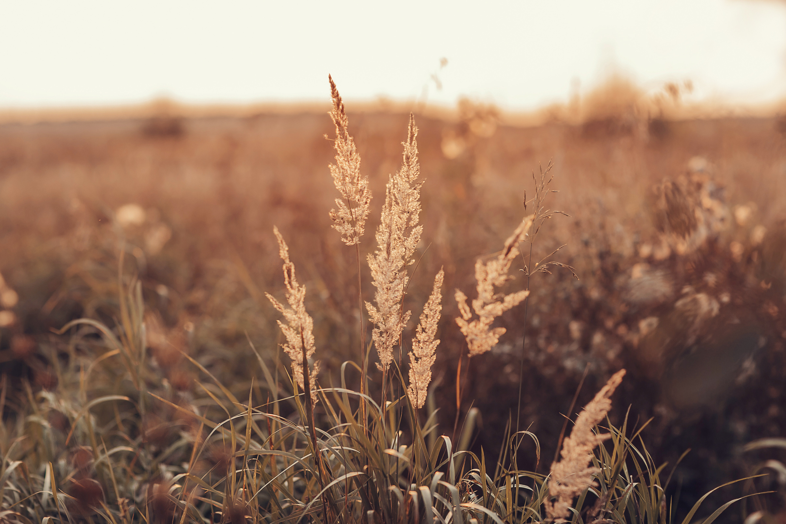Москвич, Копейка и Жигуль. Детский и семейный фотограф в Москве Анна Ипатьева