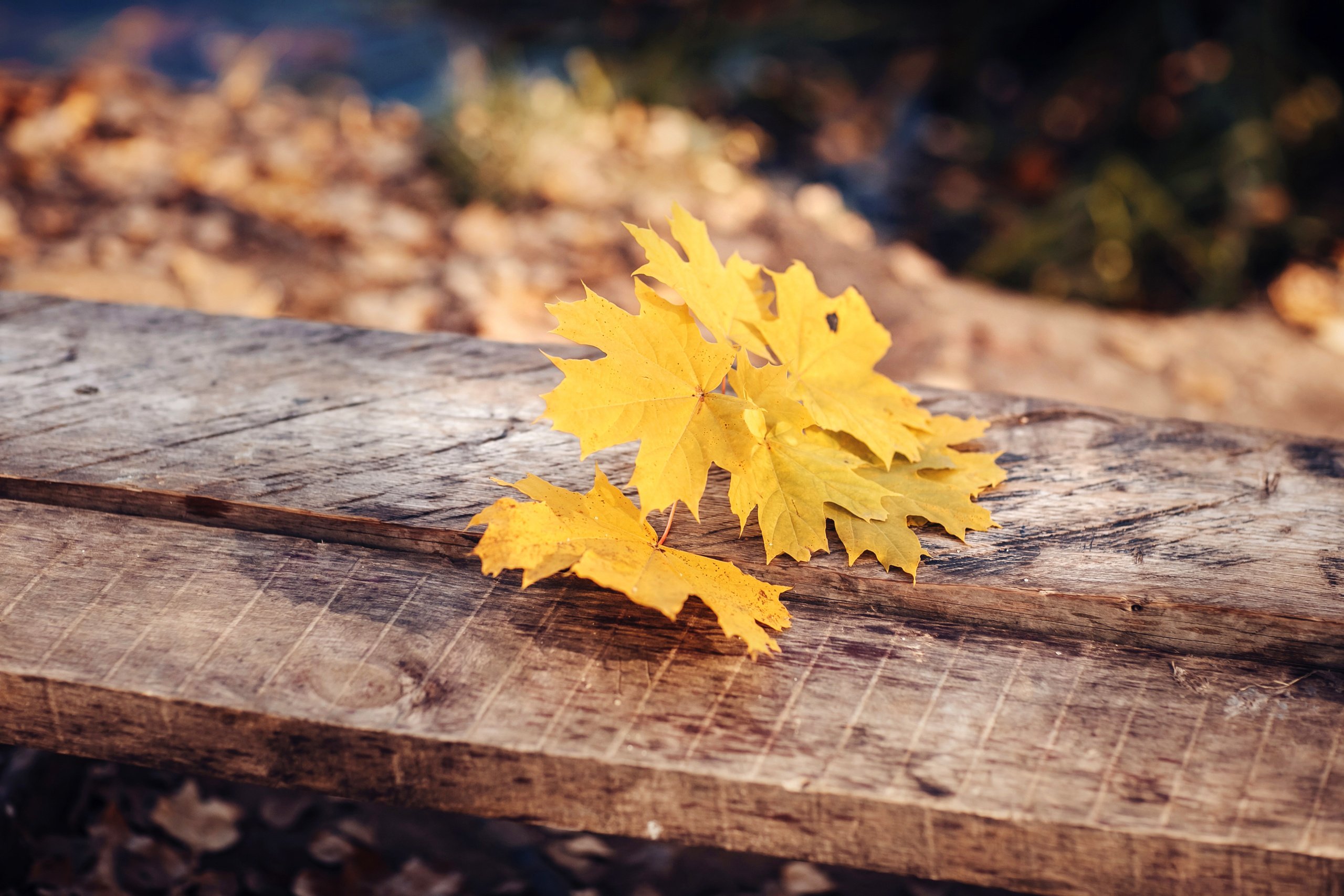 София, Люба и Габриэль. Детский и семейный фотограф в Москве Анна Ипатьева
