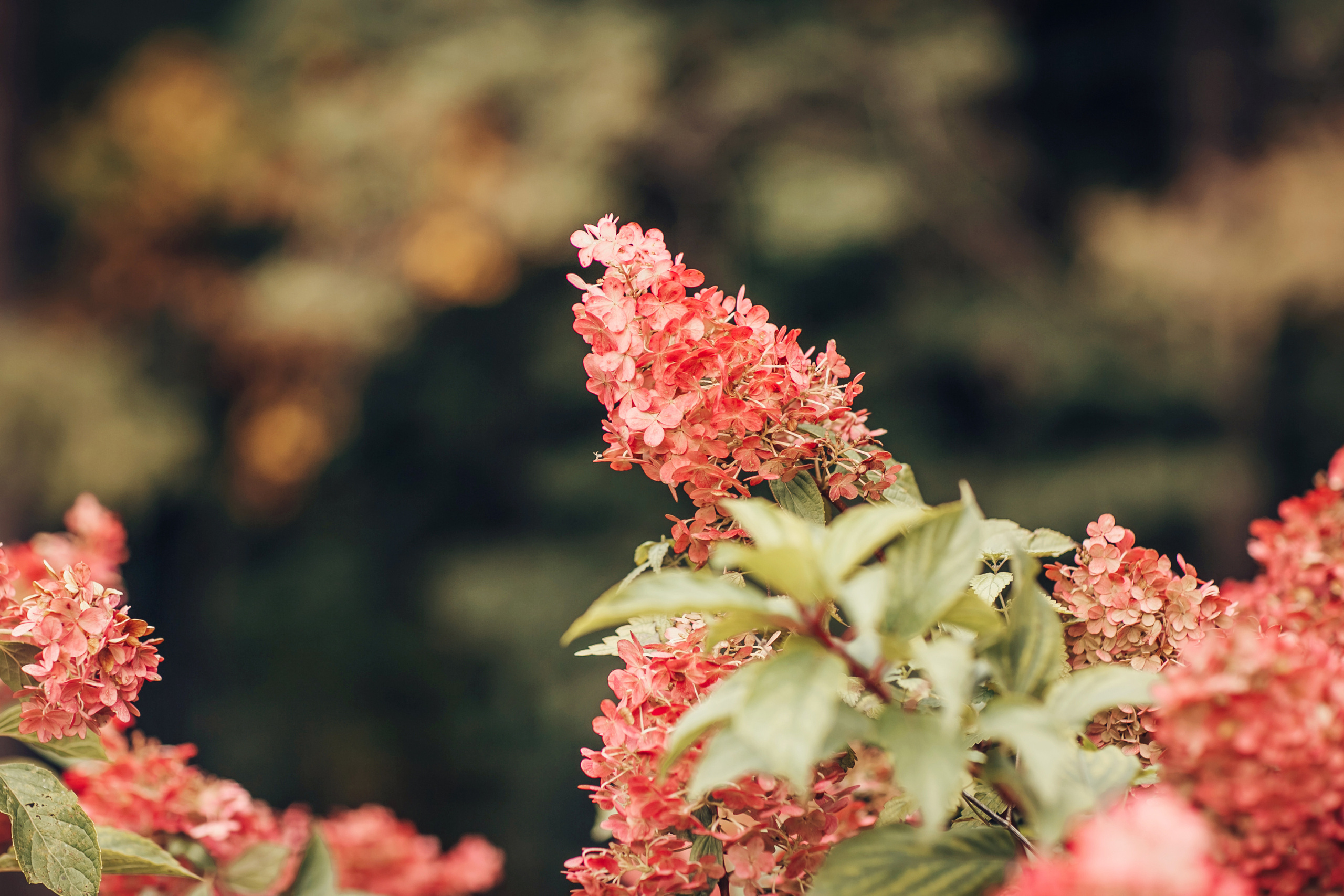 Надежда, Максим, Агния и Аля. Детский и семейный фотограф в Москве Анна Ипатьева