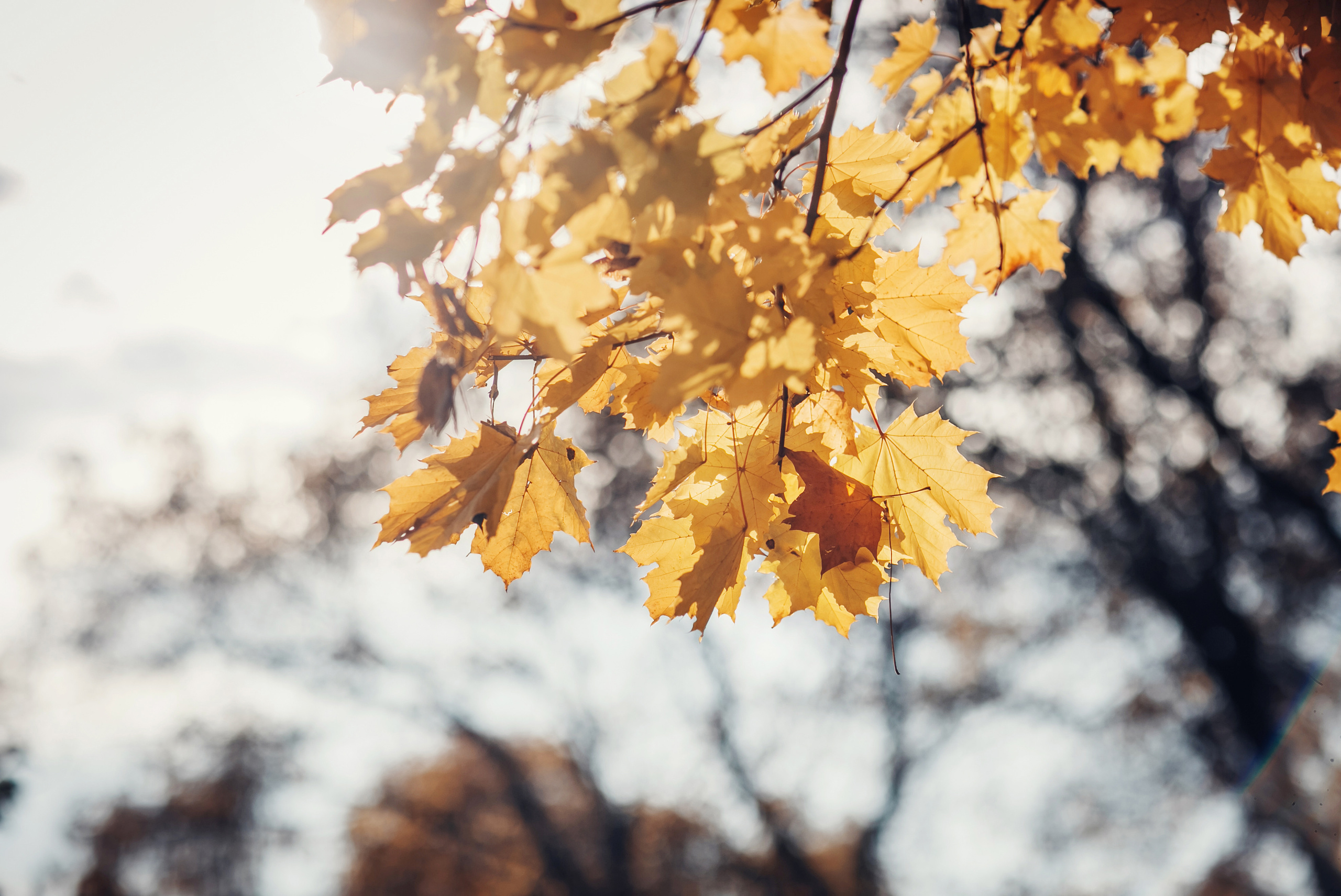 София, Люба и Габриэль. Детский и семейный фотограф в Москве Анна Ипатьева