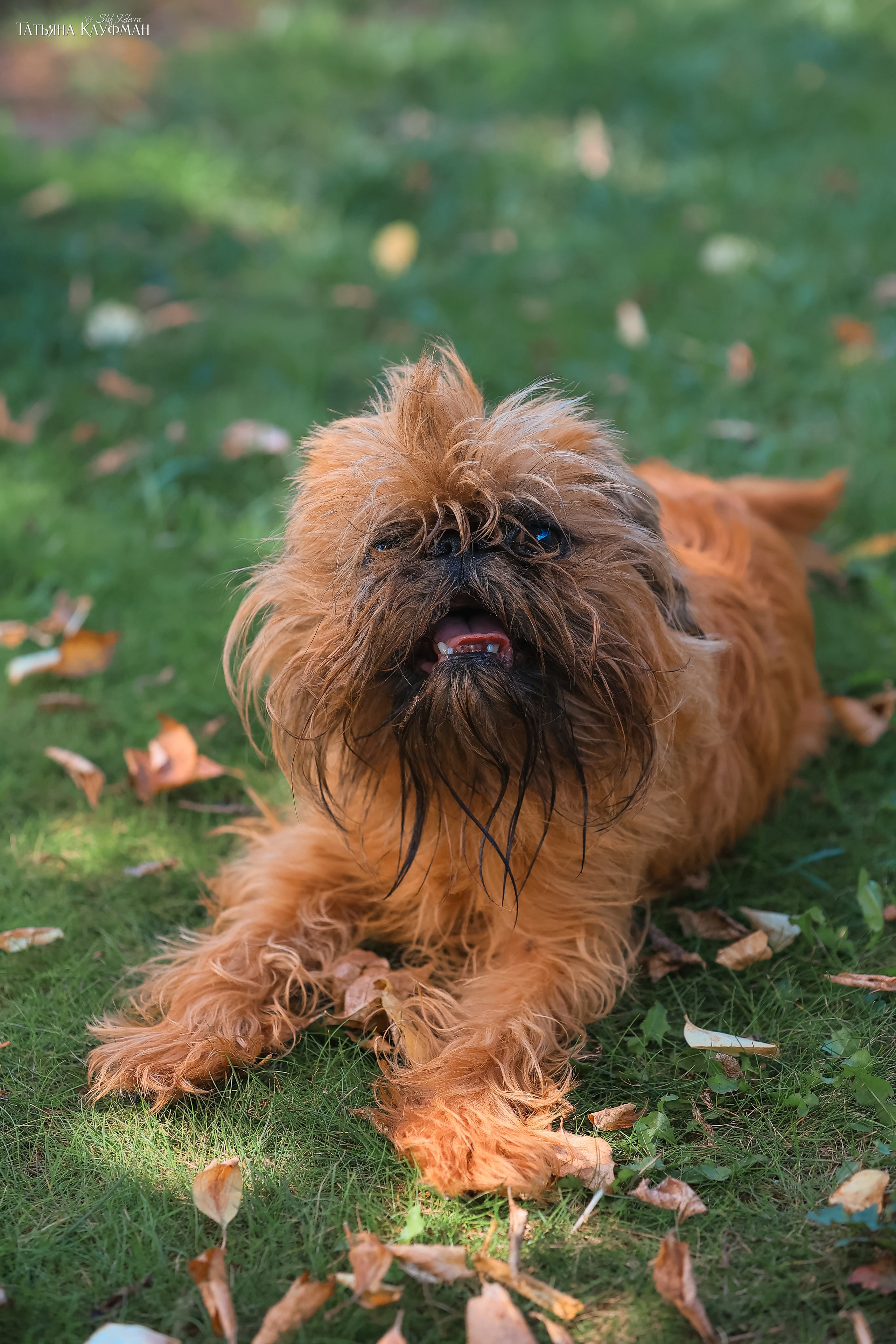 Хоббитовский домик. Фотограф Анималист из Новосибирска Татьяна Кауфман