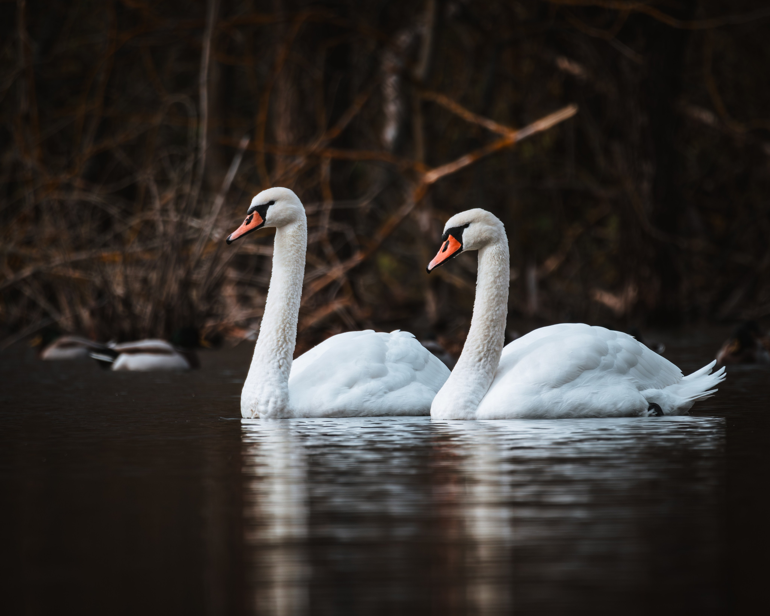 Lipetsk 2024. Anton Chernov | Wildlife photographer