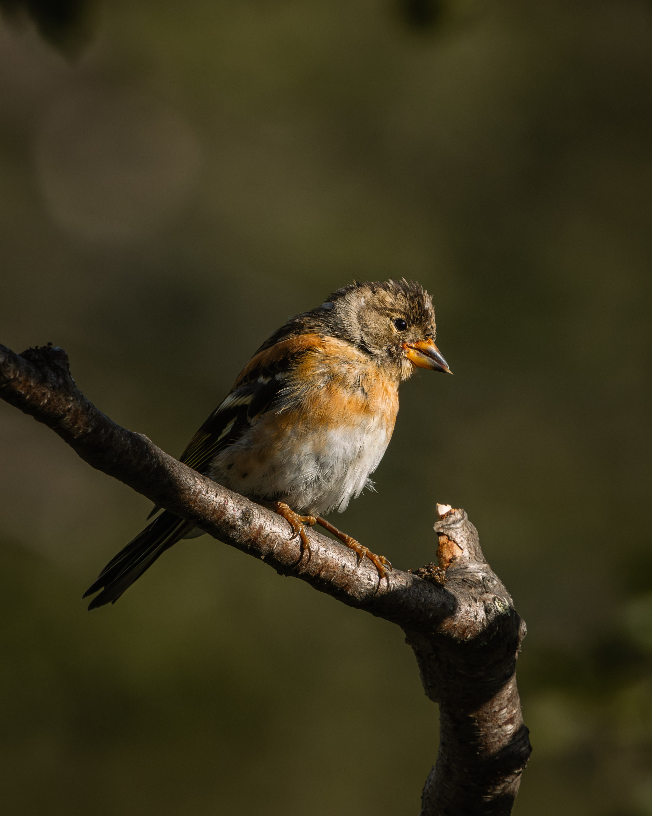 Khibinu 2025. Anton Chernov | Wildlife photographer