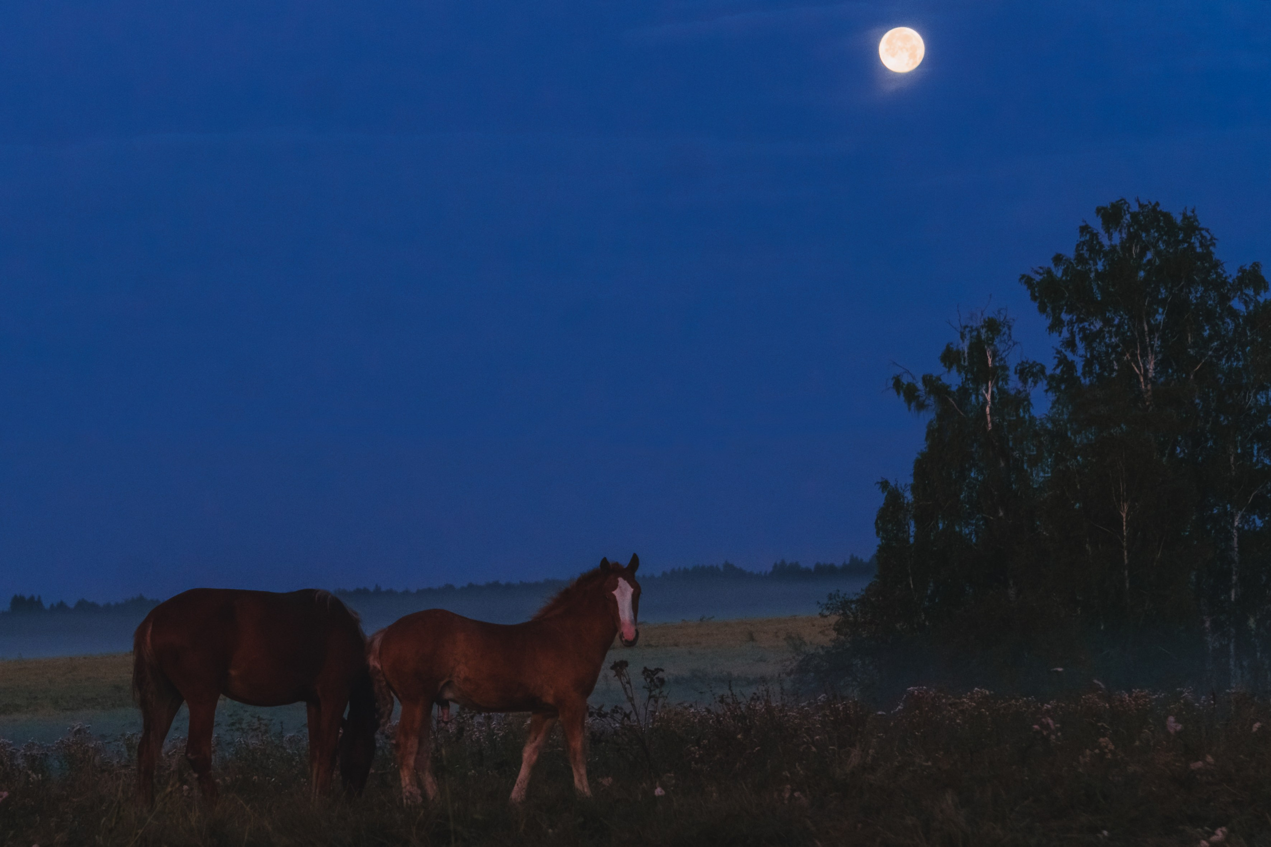 Life with horse. Saamill