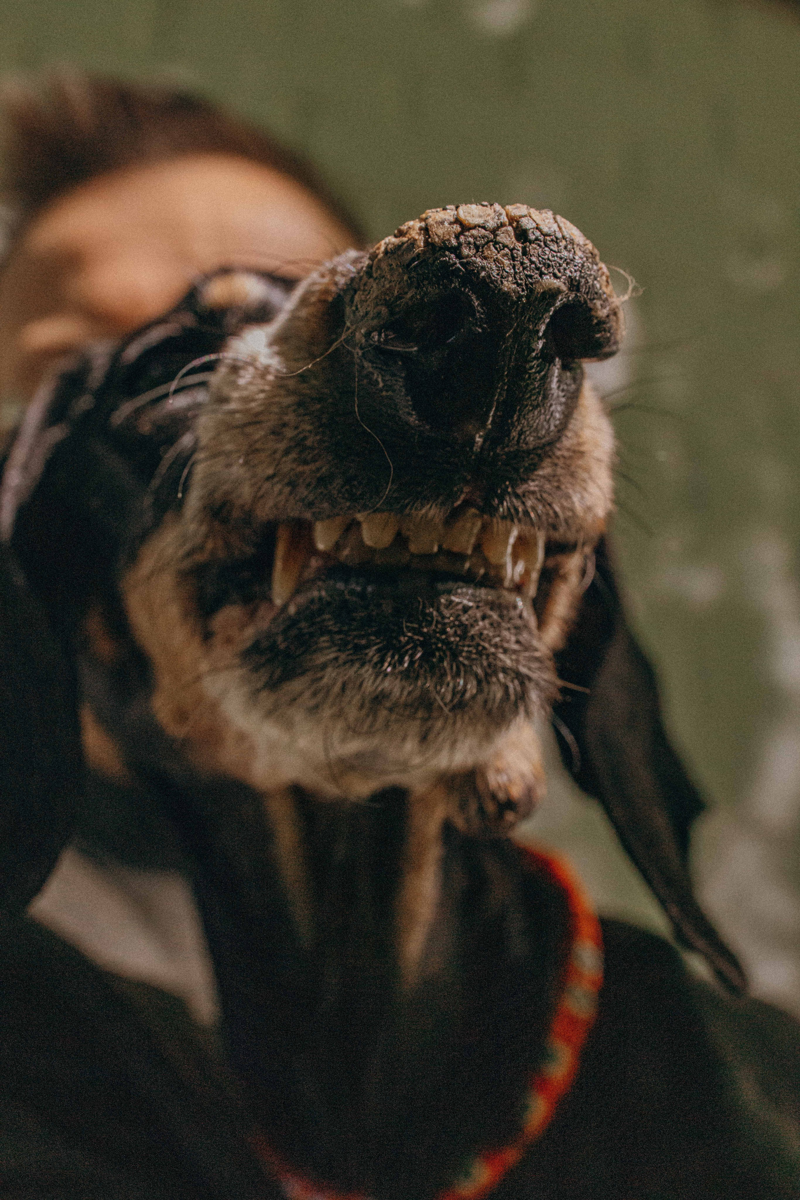 Наталья, Марфа и Норд. Фотограф-анималист в Москве Лера Черноног