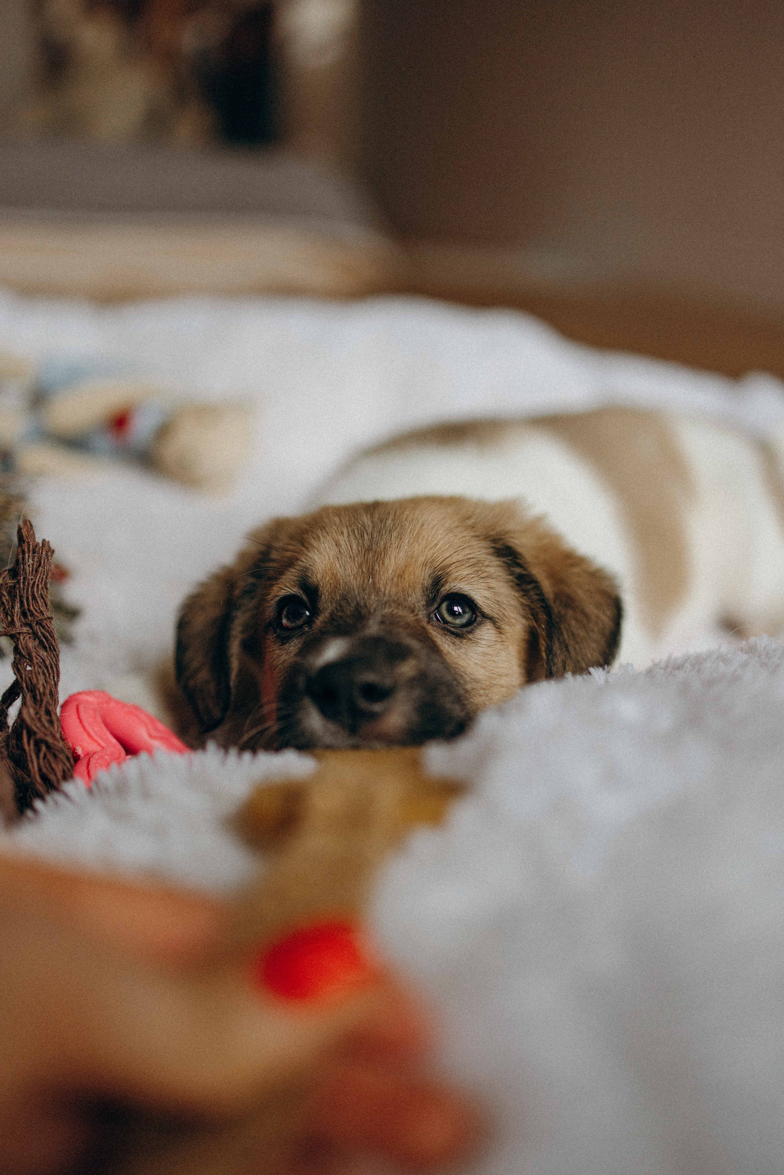 Щеночки. Фотограф-анималист в Москве Лера Черноног