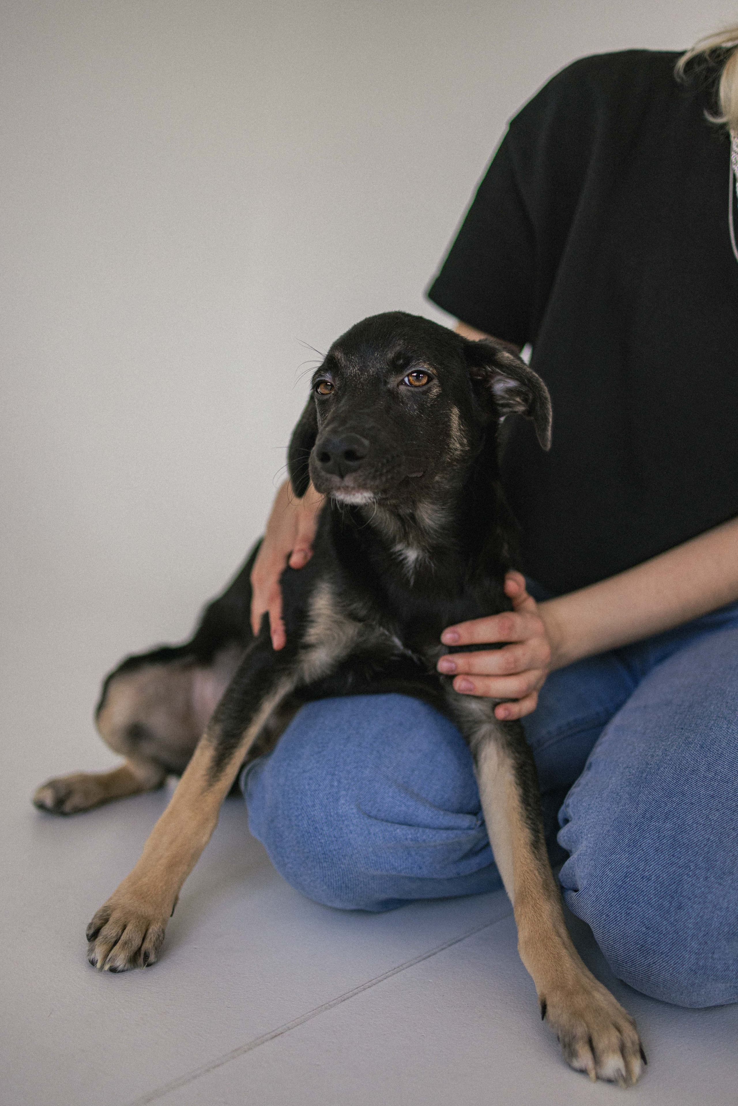 Крис и Тэдди. Фотограф-анималист в Москве Лера Черноног