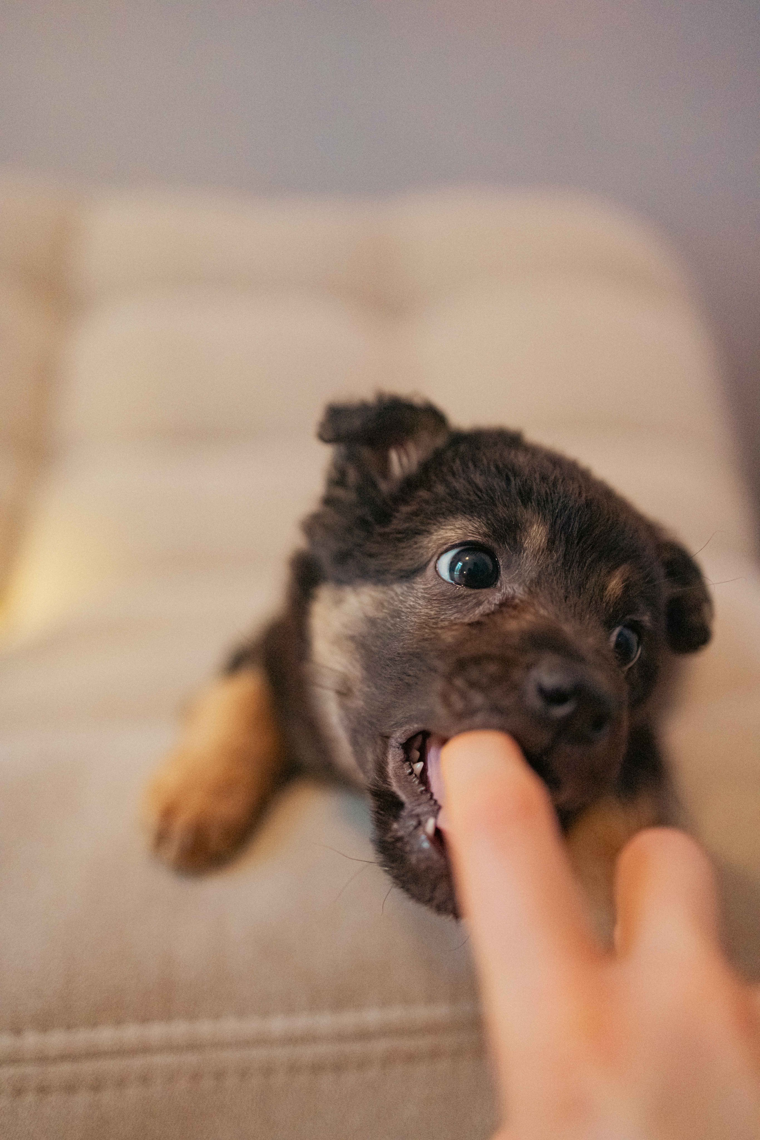 Пеппа. Фотограф-анималист в Москве Лера Черноног