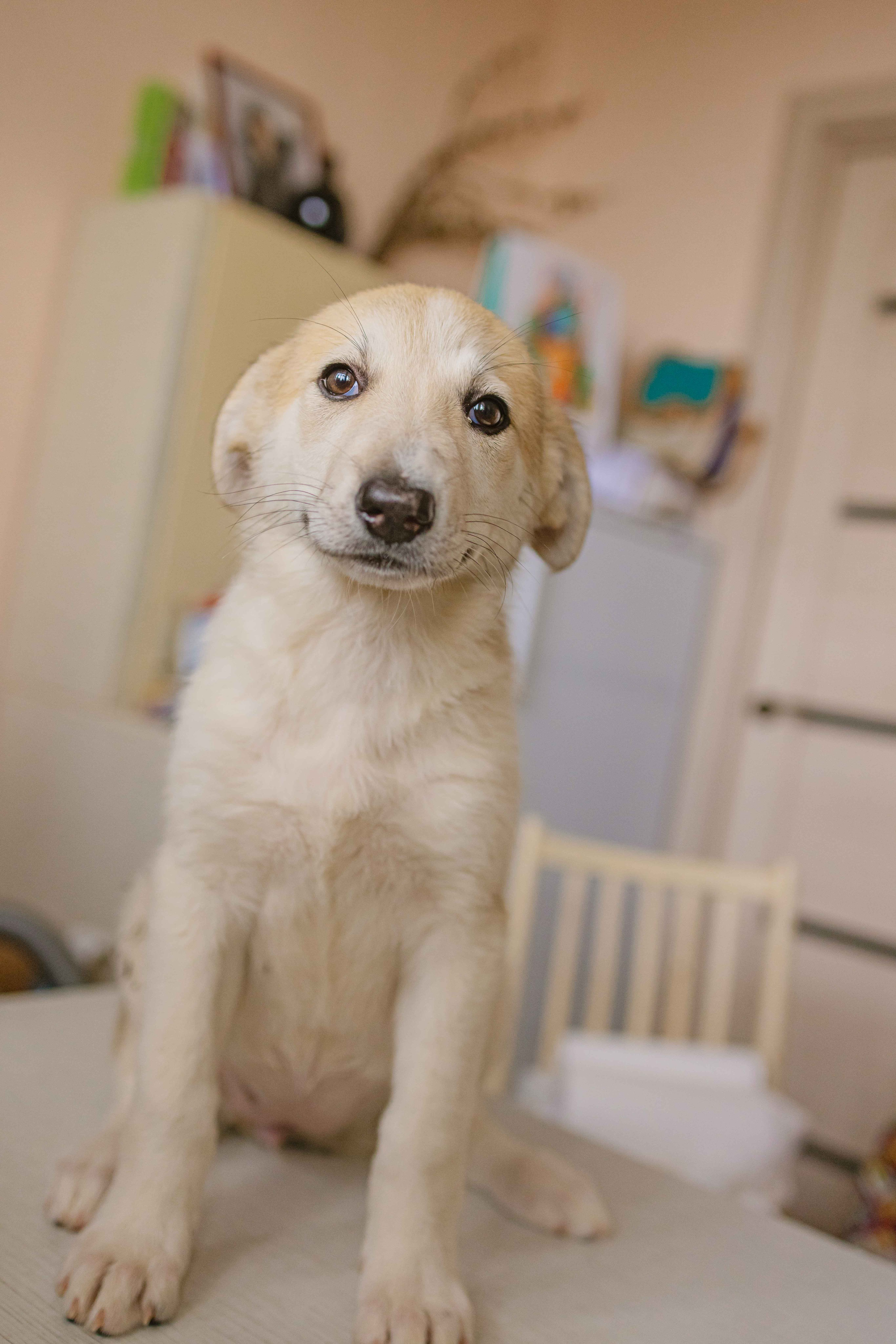 Щеночки на кухне. Фотограф-анималист в Москве Лера Черноног