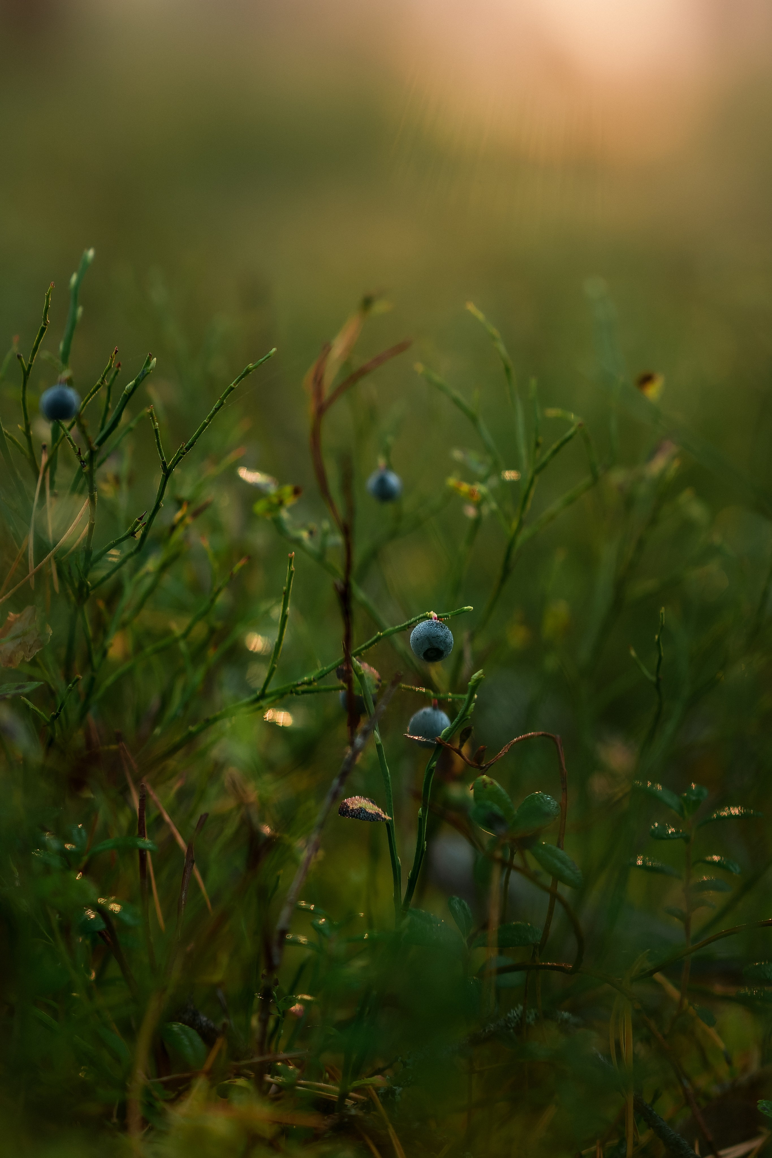Рассвет в осеннем лесу, Карелия. Юля Дэй • Фотограф, Санкт-Петербург
