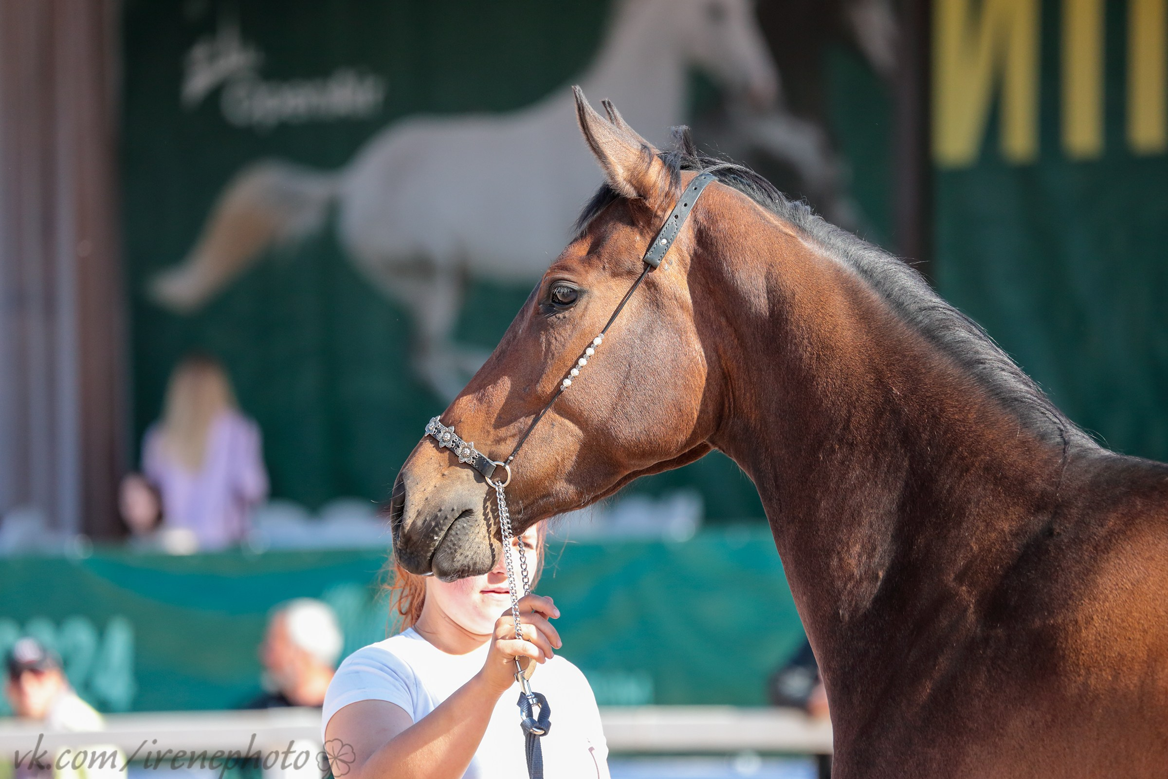 Иппосфера 2024. Irenephoto.ru