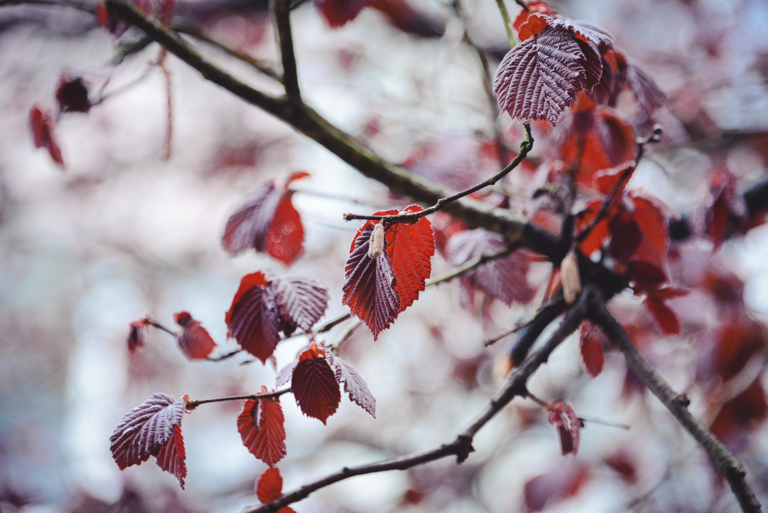 Багровые листья. Красные листья на ветвях деревьев, природный фон.