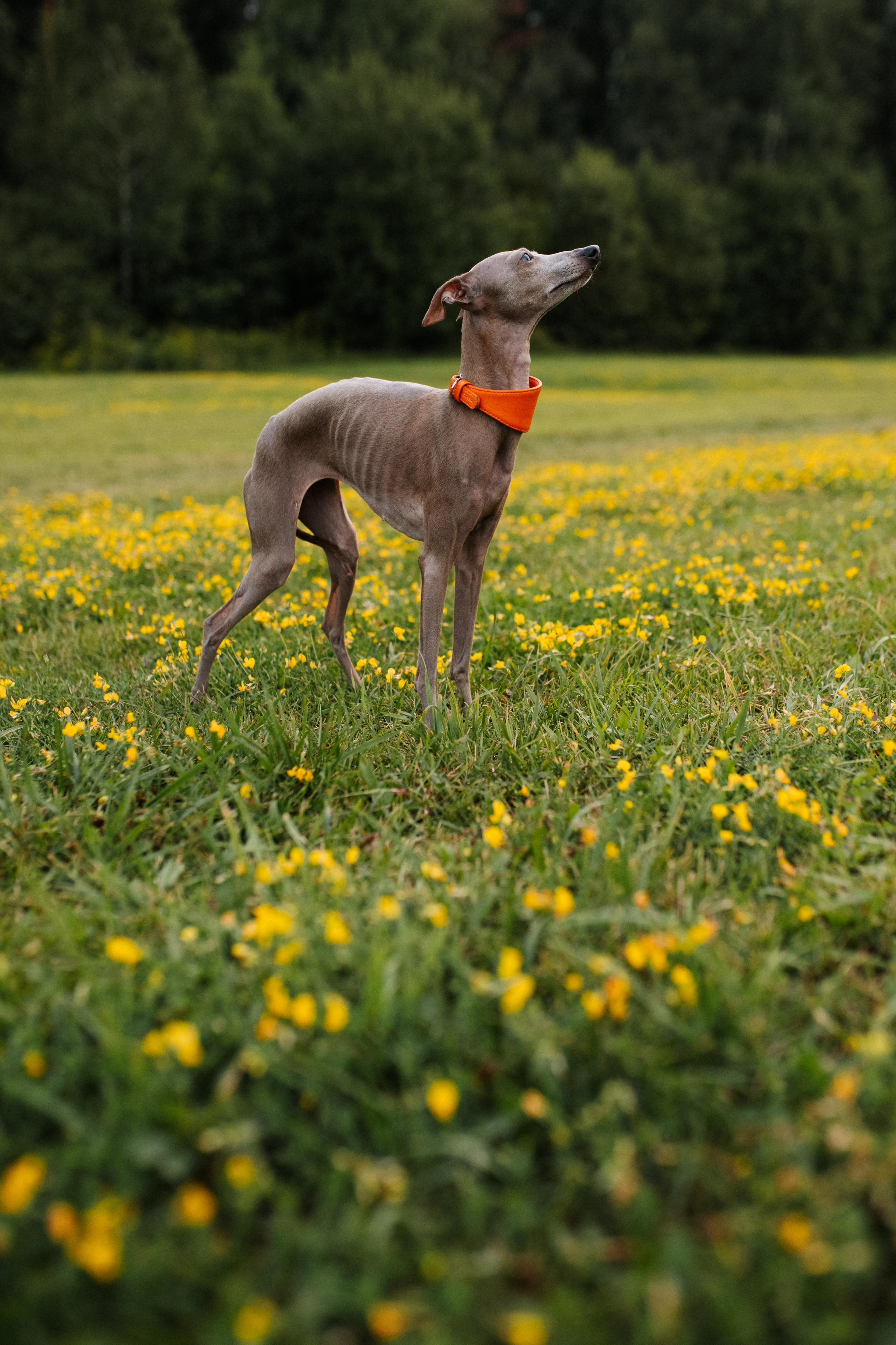 Хвост, смех и лучшие подруги. Фотограф анималист в Москве Ольга Агушева