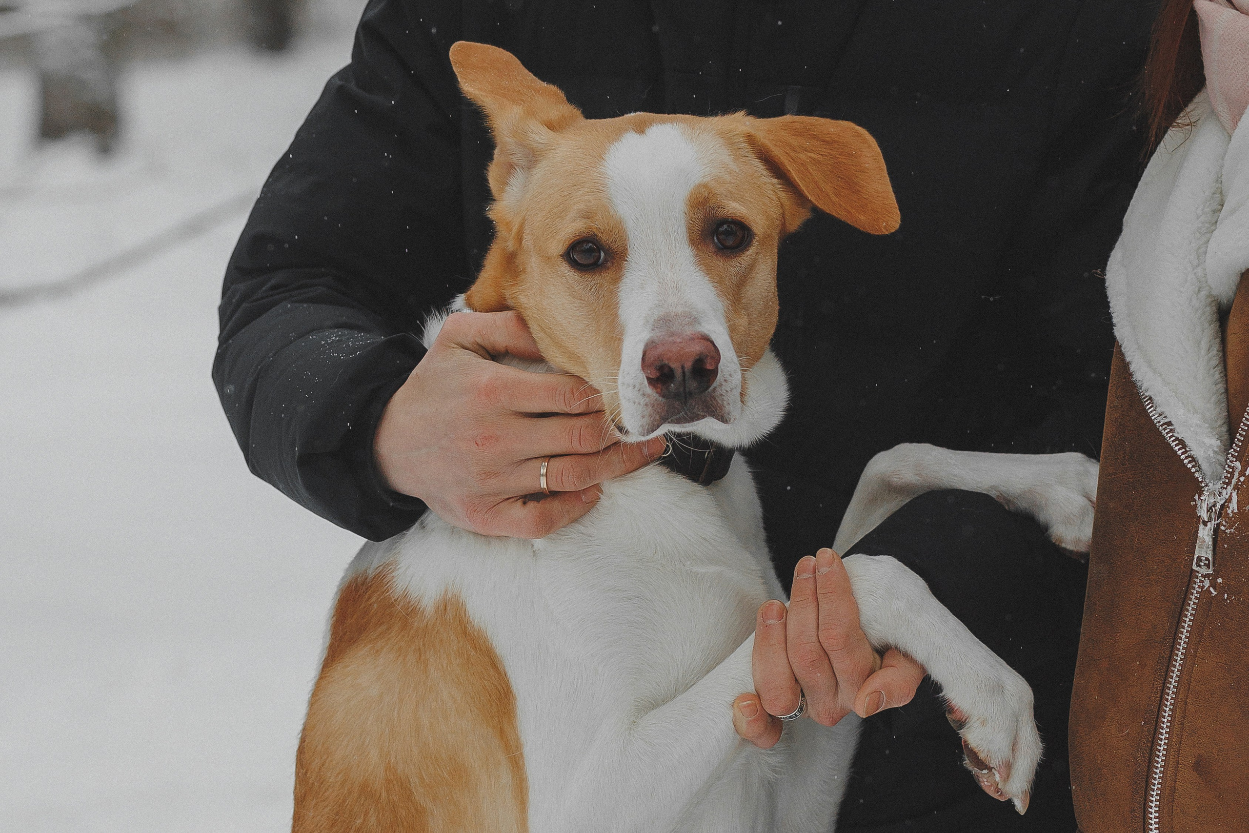 Зимняя фотосессия в лесу с собакой. Фотограф в Москве и Люберцах Анна Ушакова
