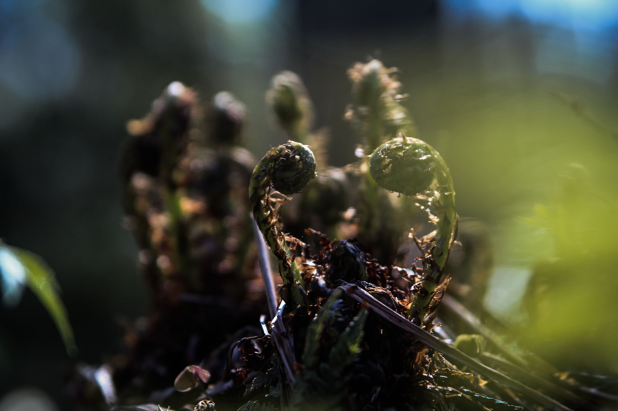 Весна. Катя Цвет