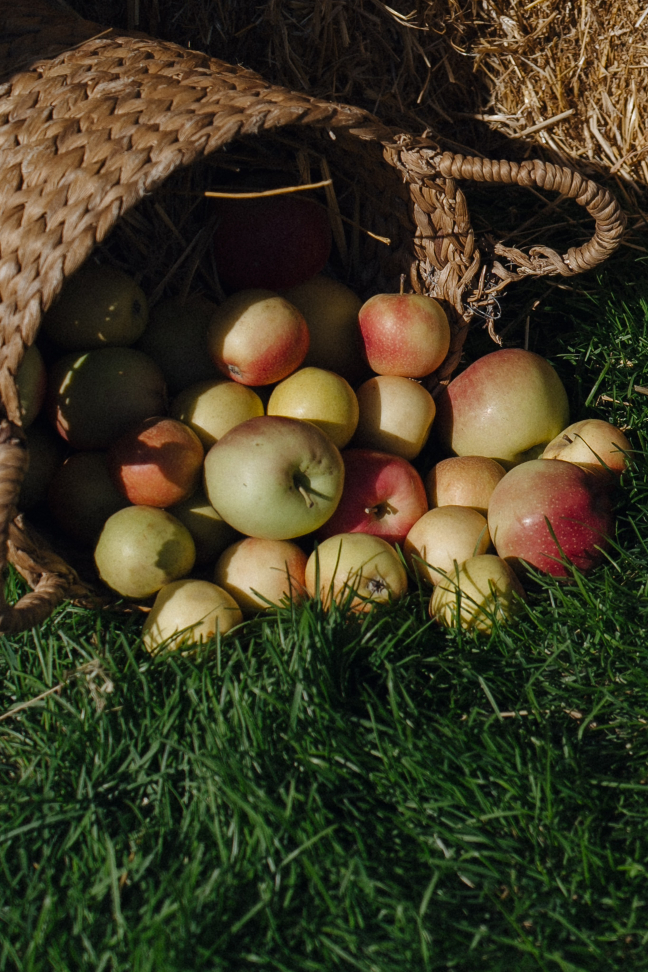 Гендер-пати. Свадебный фотограф в Краснодаре и Сочи Винидиктова Екатерина