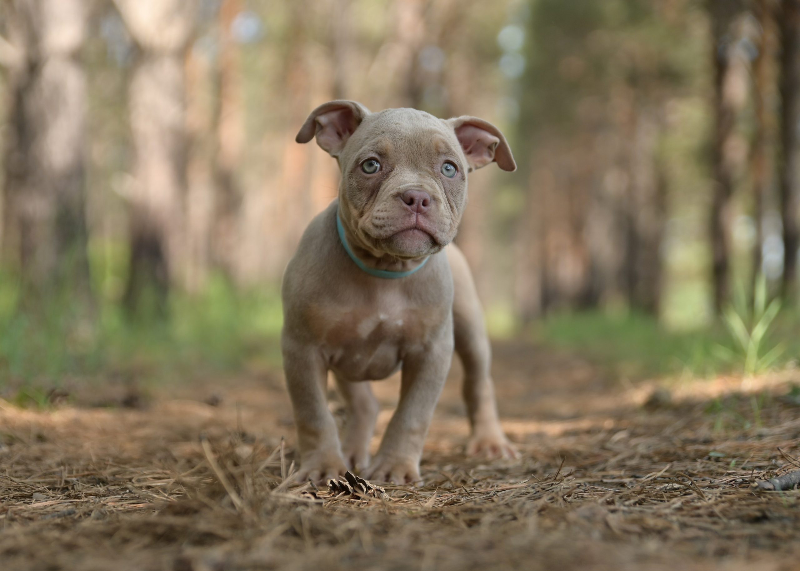 Свободные щенки Американский Булли в Иркутске. Питомник собак Иркутск
