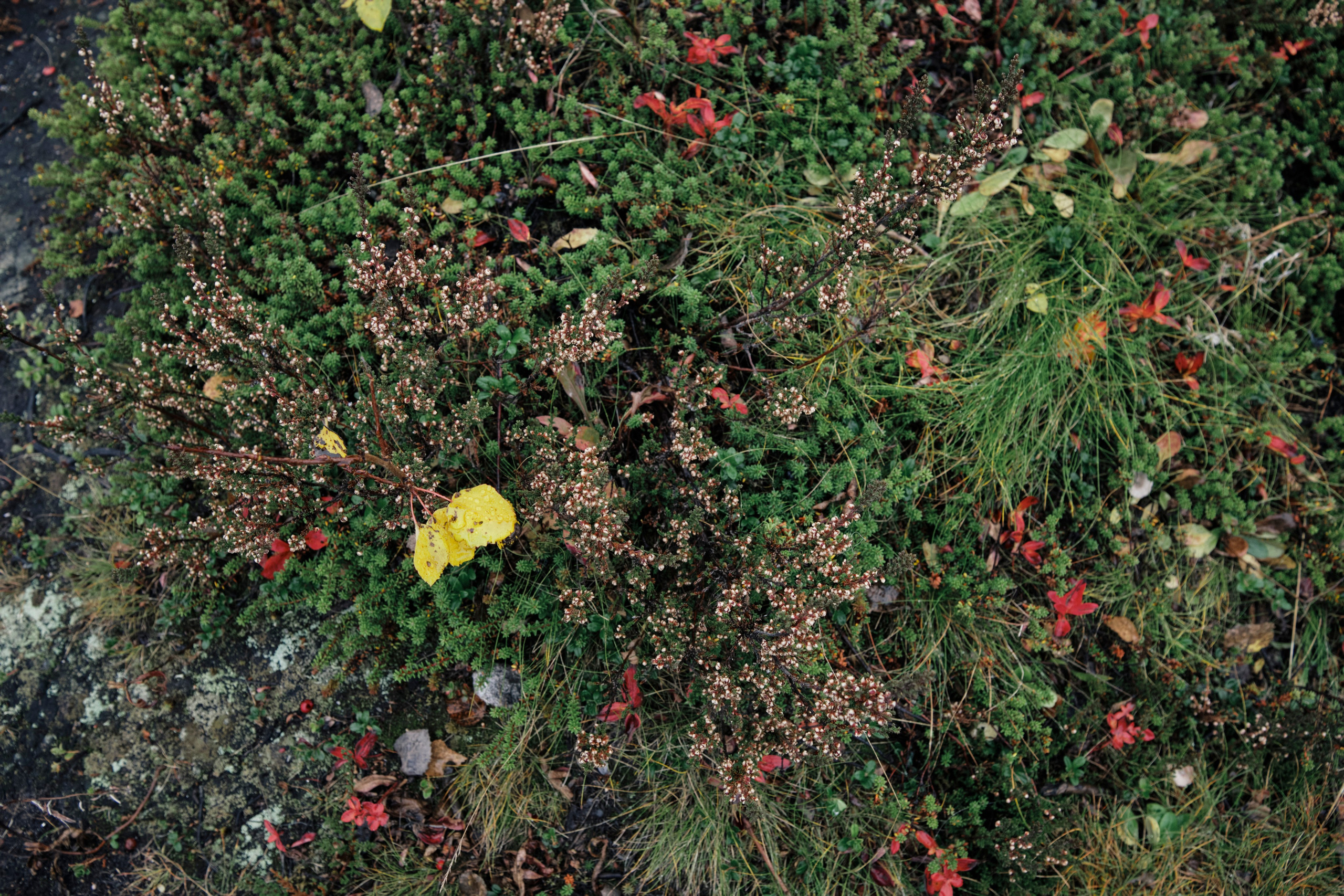 Поездка в Мурманск. Заметки и фото. Елена Павленко. Фотограф. Москва