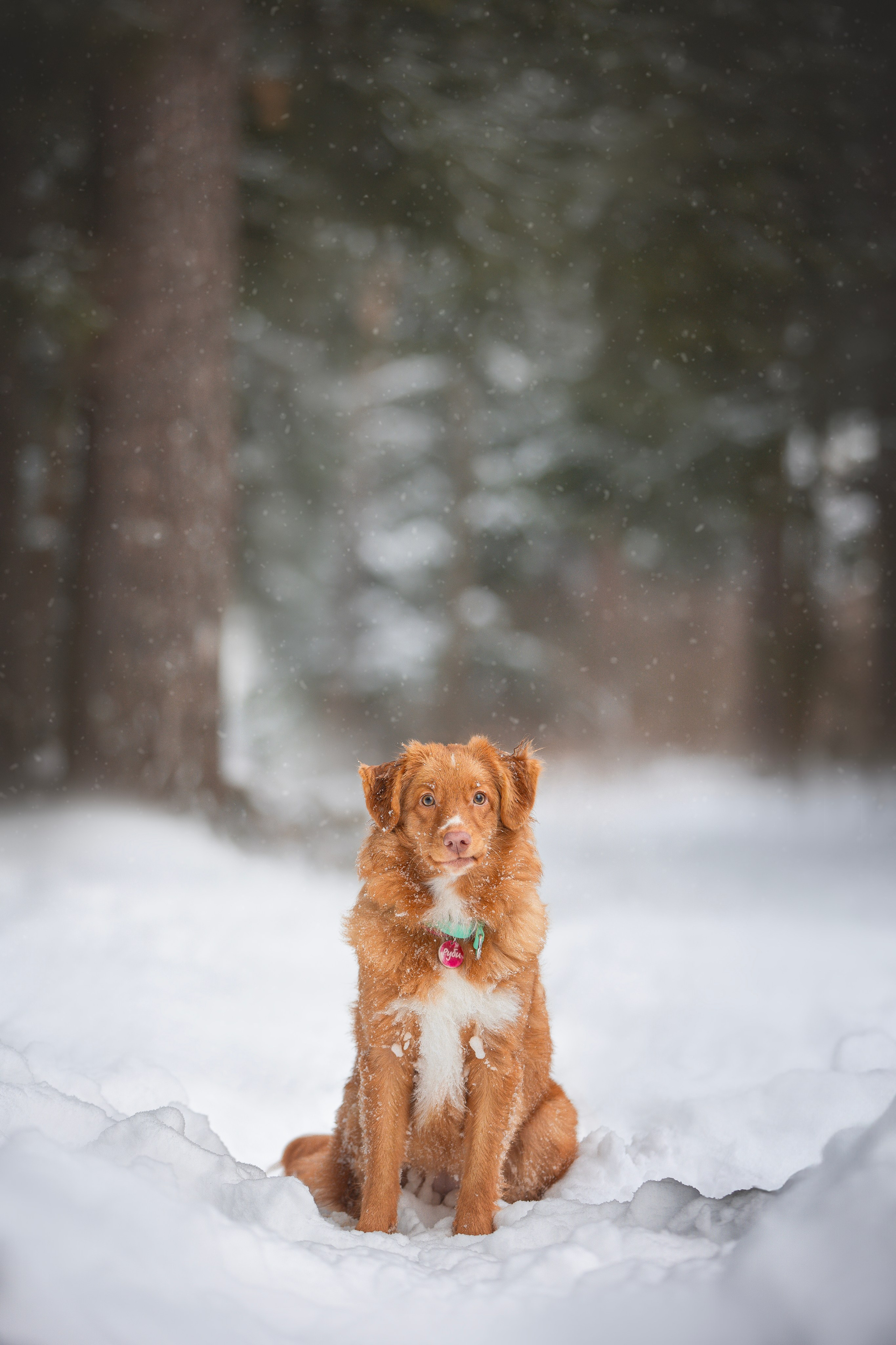 Руби, Николь, Кирилл и Мила. Фотограф анималист в Москве Майорова Евгения