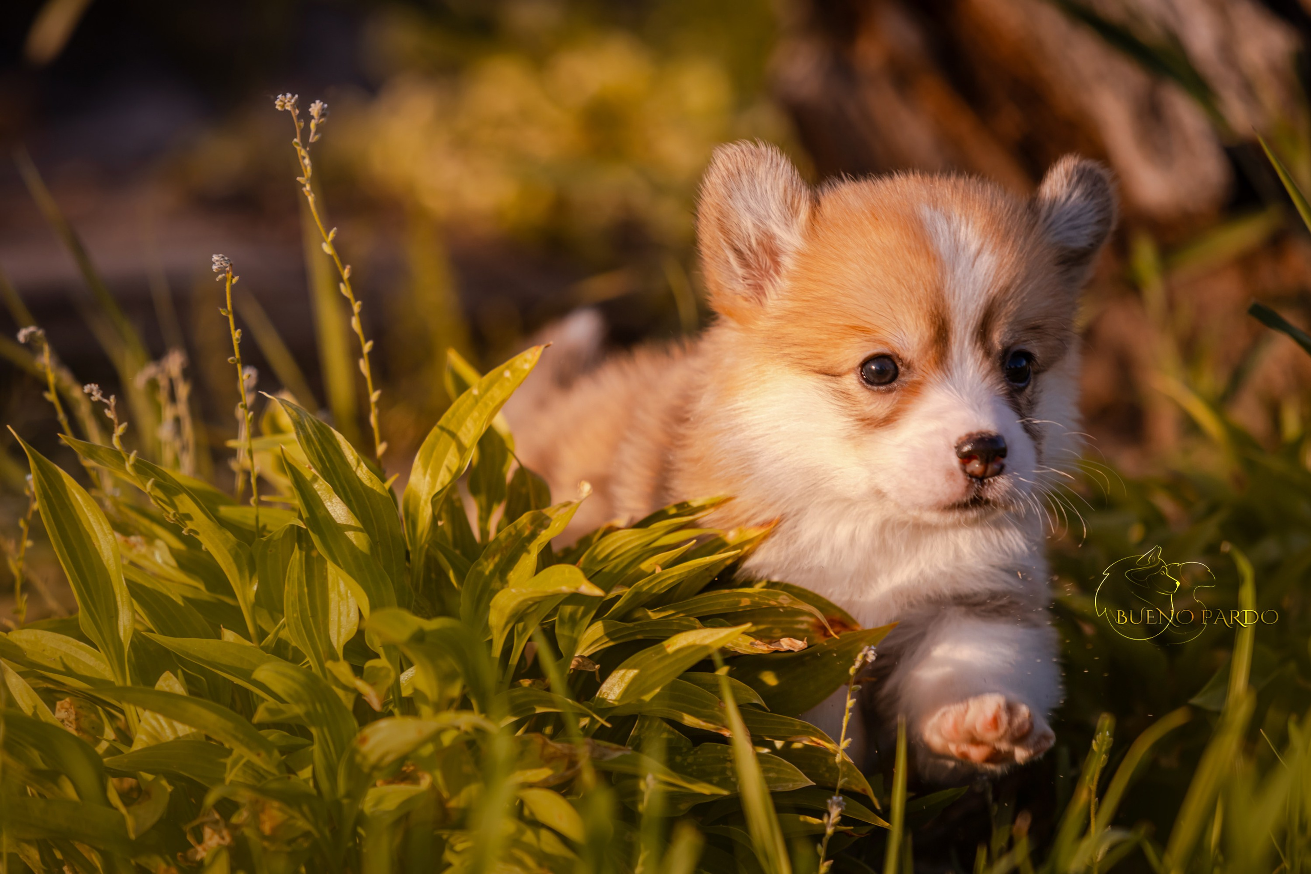 Щенки вельш корги пемброк из питомника. Питомник собак Акита, Хаски, Корги