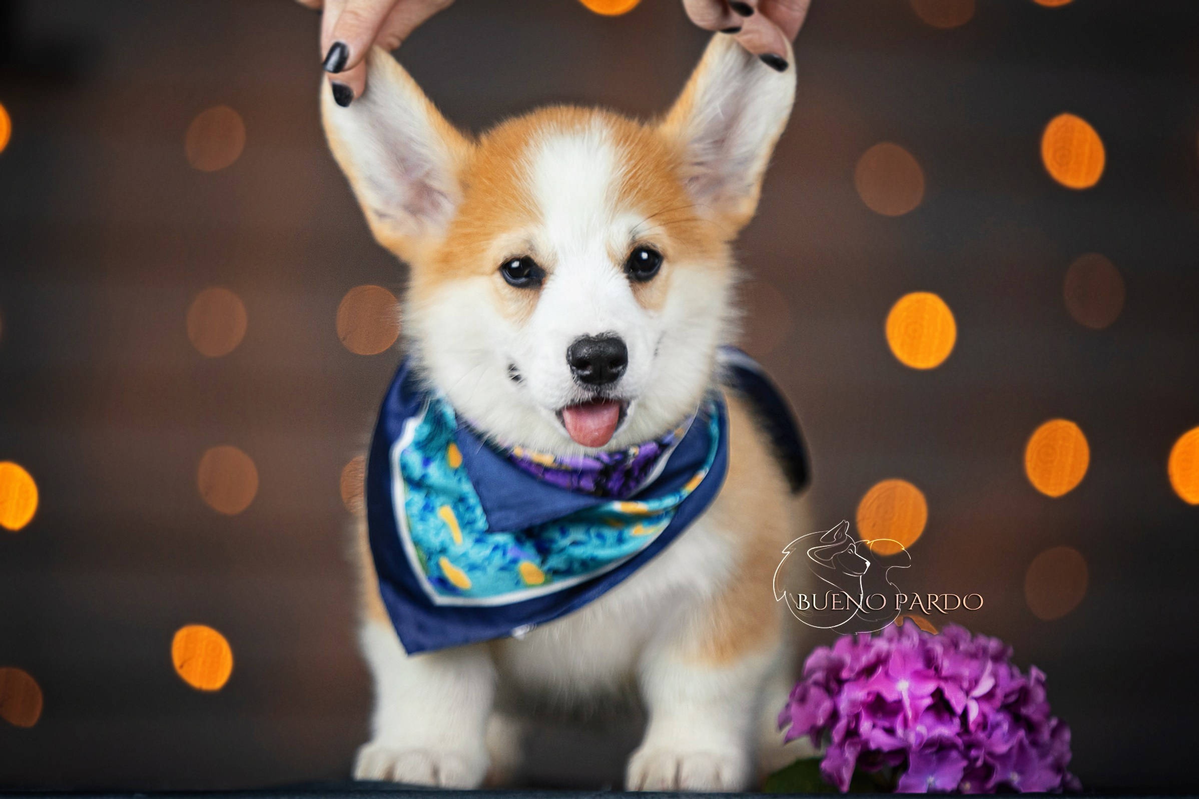 Щенки вельш корги пемброк из питомника. Питомник собак Акита, Хаски, Корги