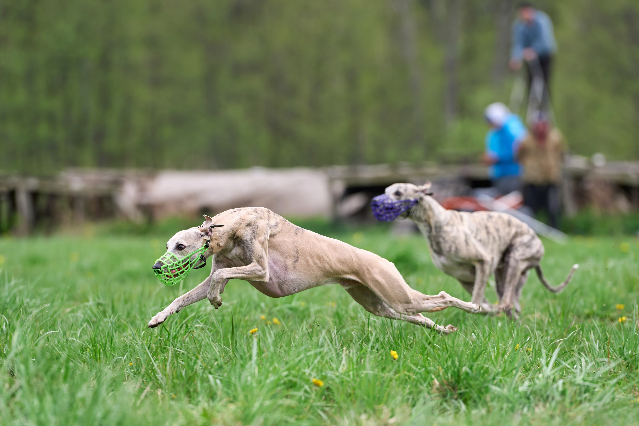 Тренировка по курсингу Донино. Фотограф-анималист Михаил Манухин