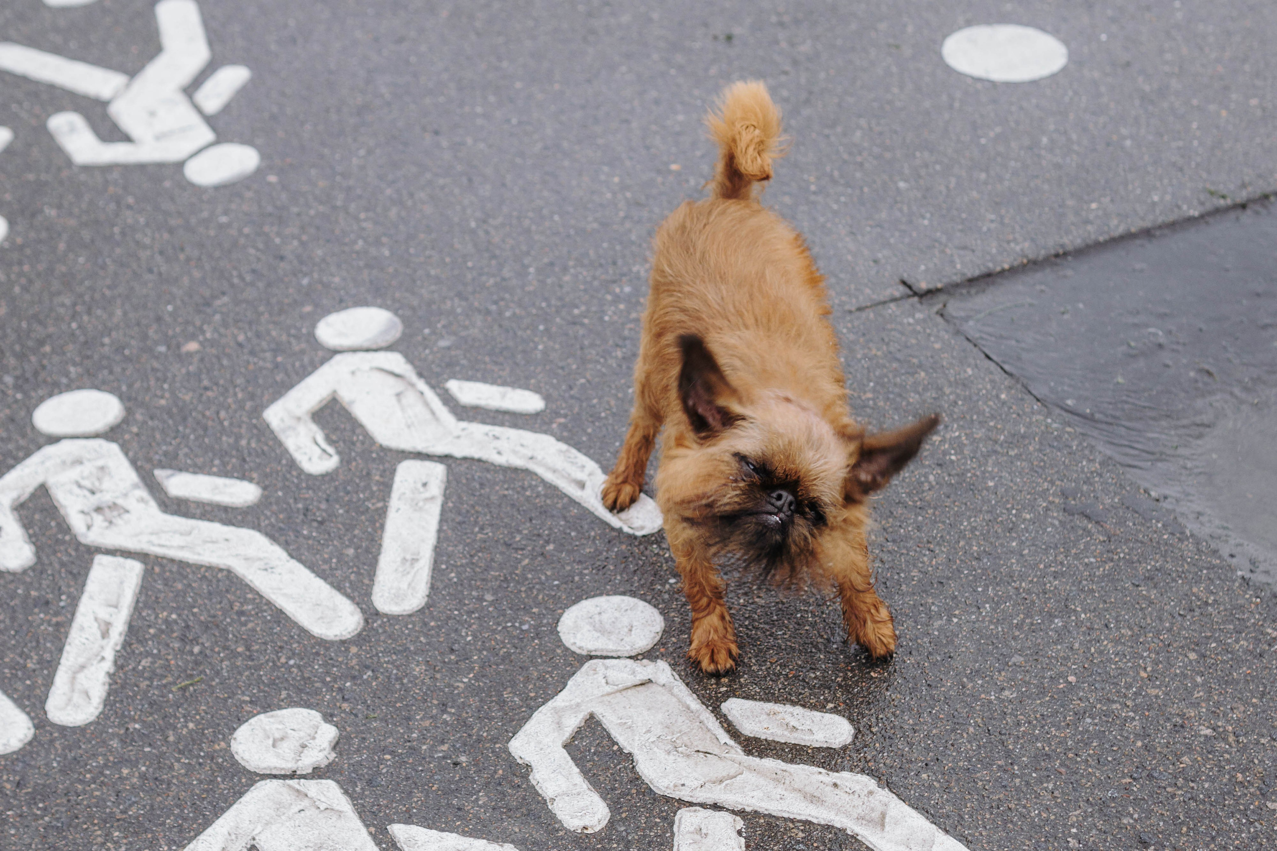 Наташа, Сережа и Хавьер. Фотограф-анималист Ксения Воробьева, Москва