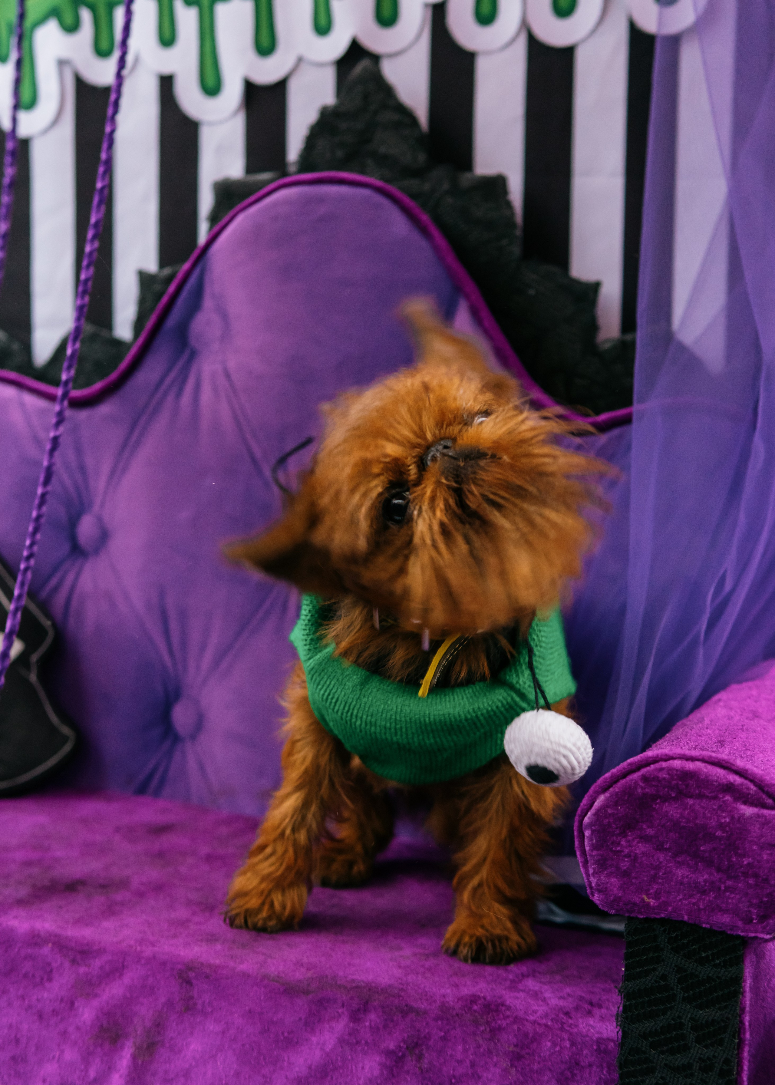 Тематическая встреча породников «Griffween». Фотограф-анималист Ксения Воробьева, Москва