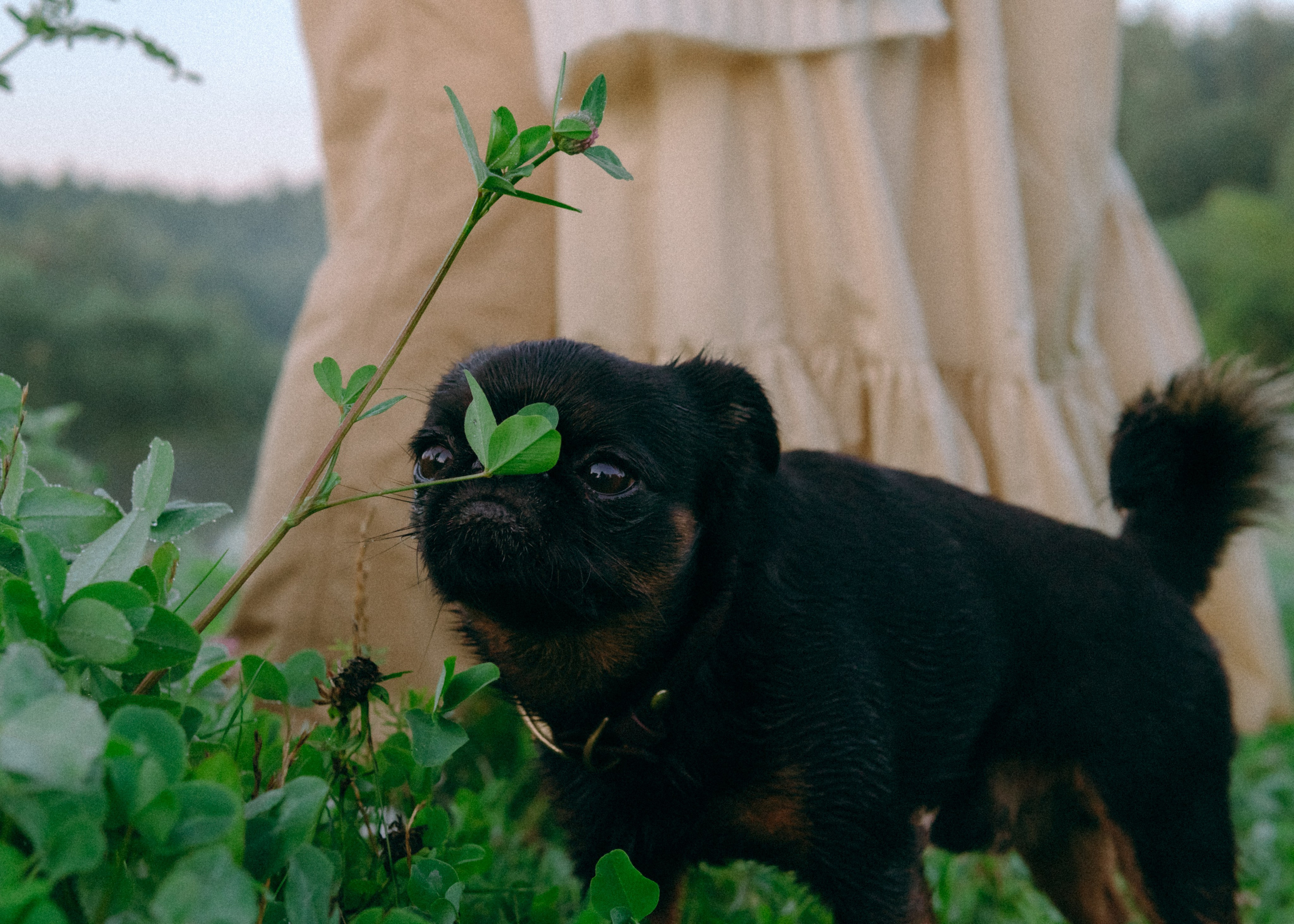 Оксана, Кирилл и Кеша. Фотограф-анималист Ксения Воробьева, Москва