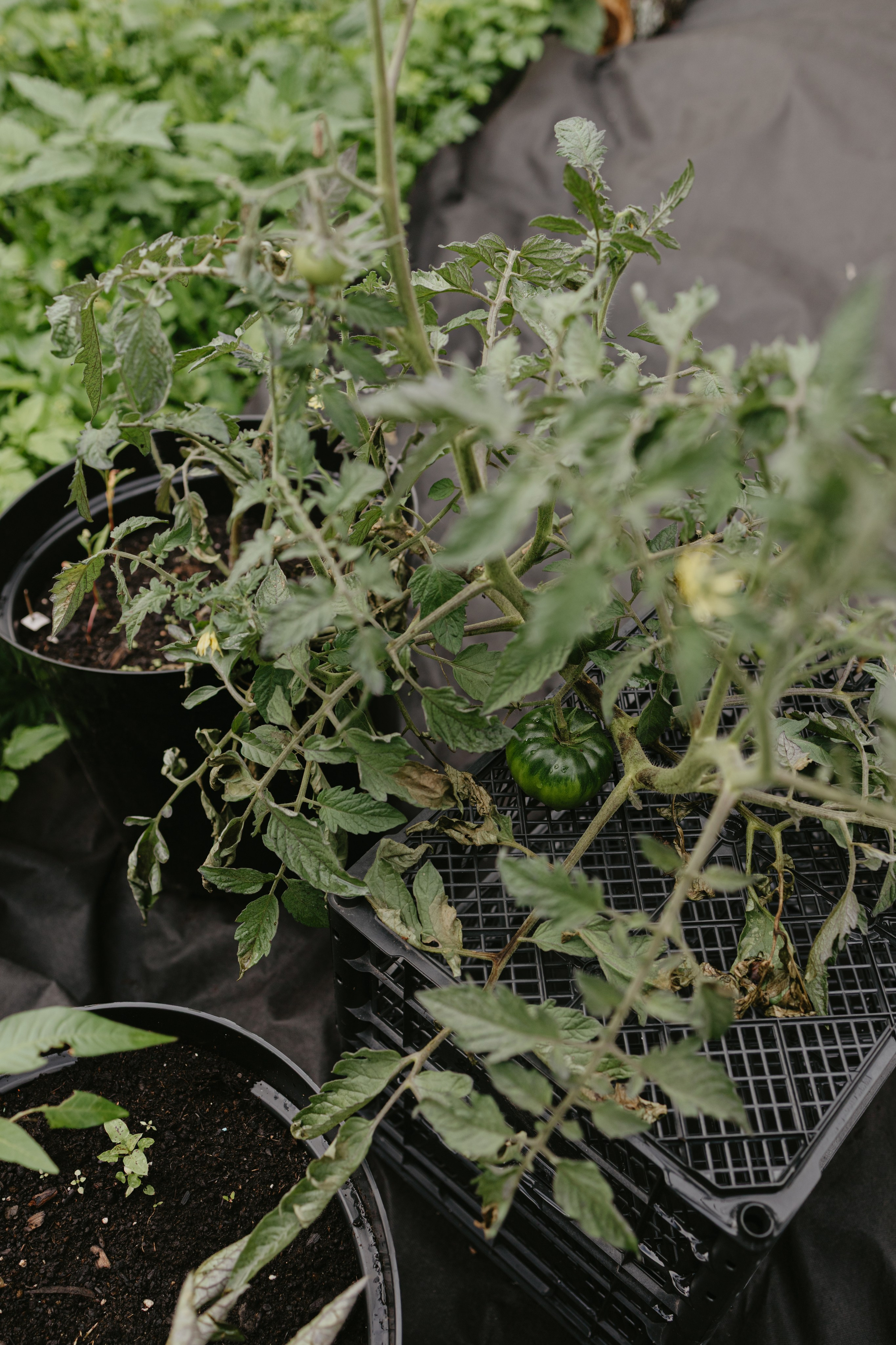 Зимний и летний сад. Фотограф Эльмира Лин