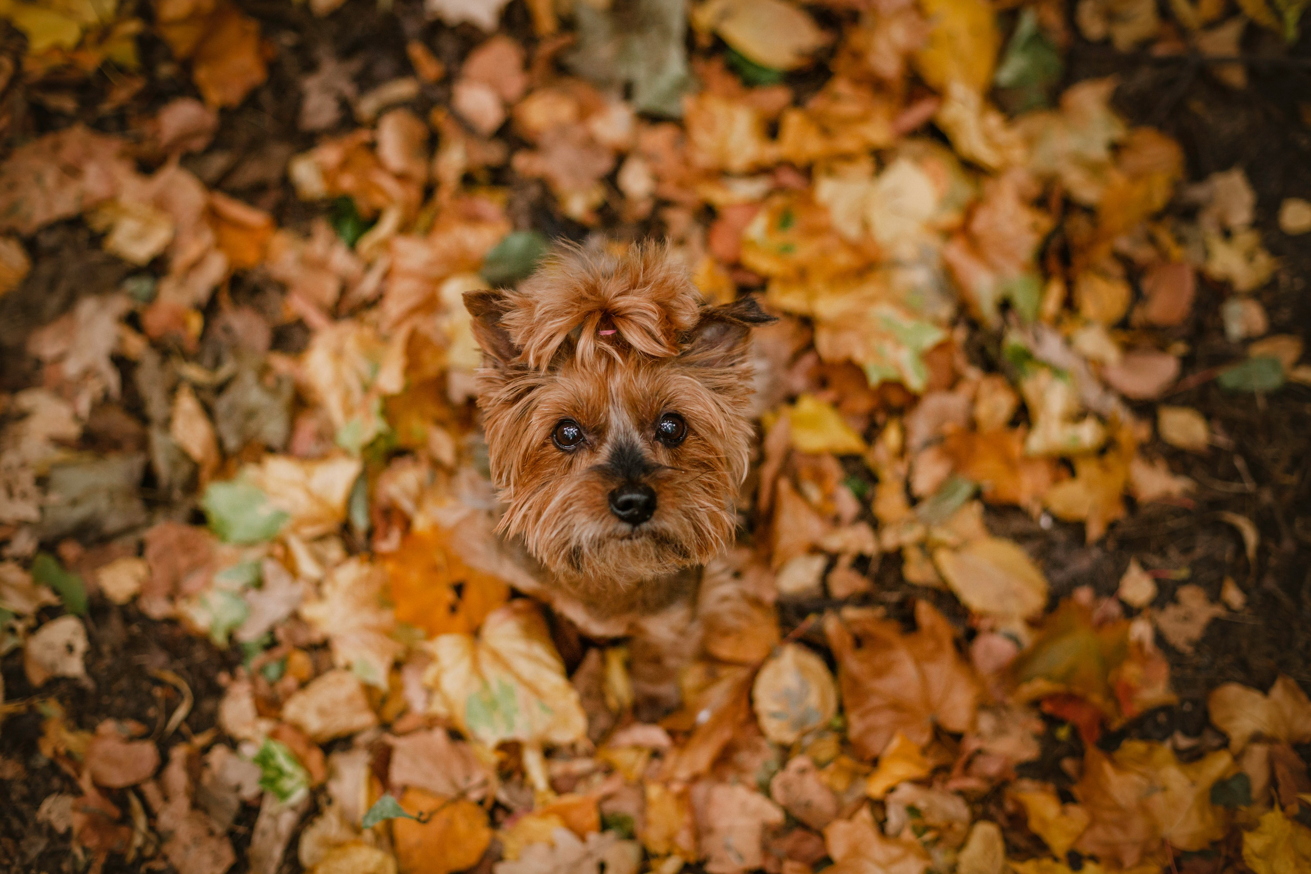 Катя и Моня. Фотограф-анималист Татьяна Степанова