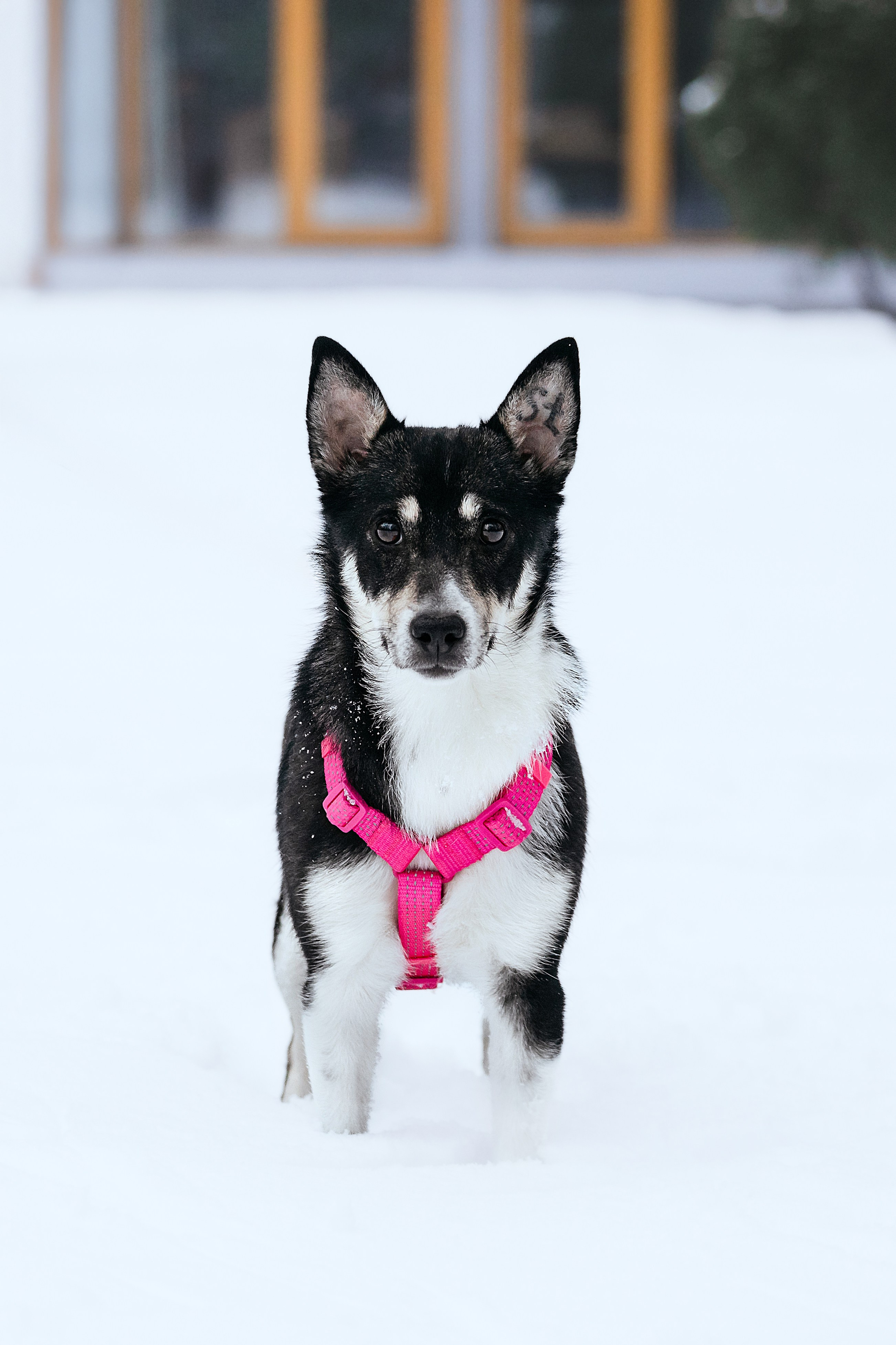 Собаки из приюта Дубовая роща зима. Фотограф-анималист Татьяна Степанова