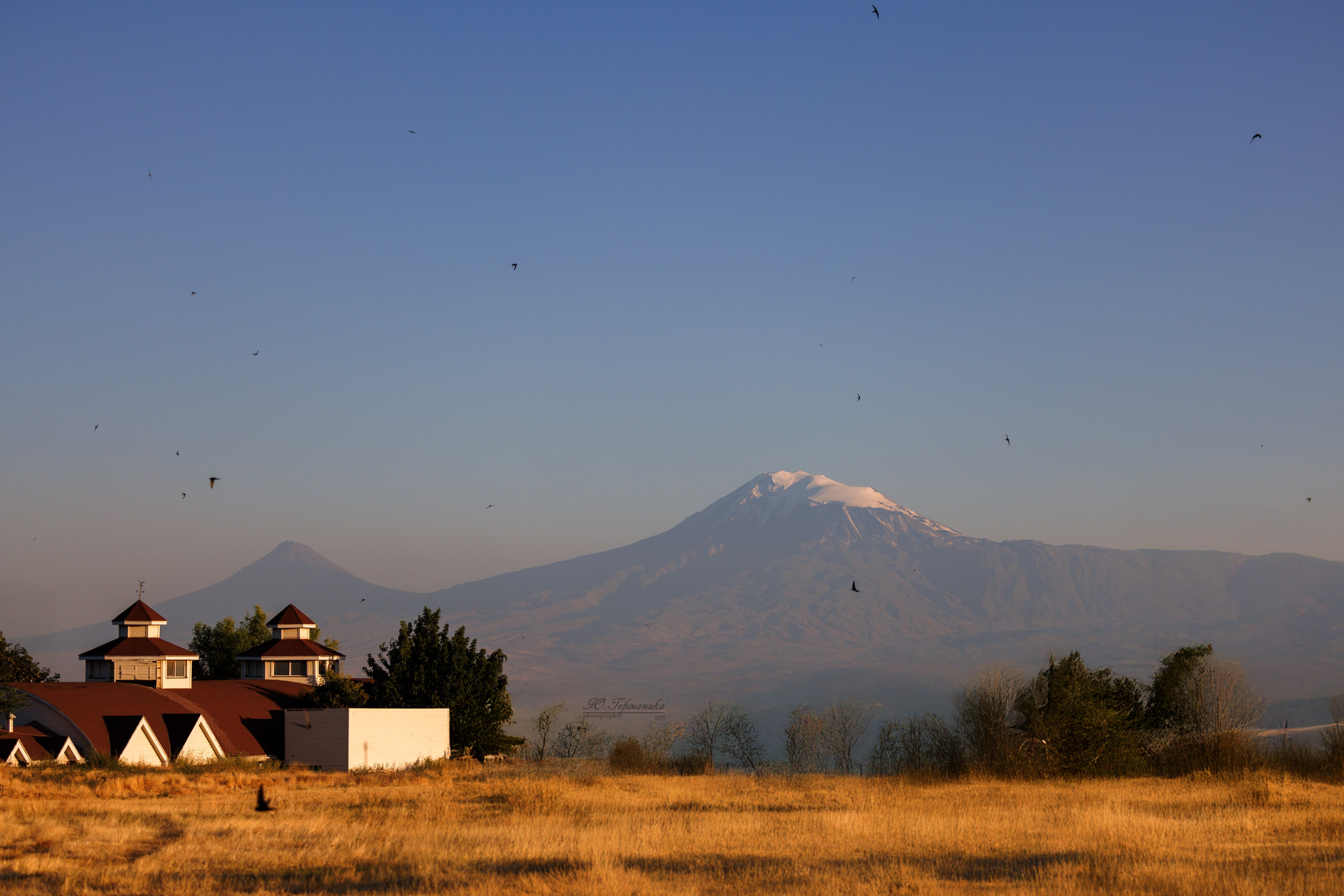 Ереван 3хCACIB 23-25.06.2025. Фотограф-анималист Юлия Германика