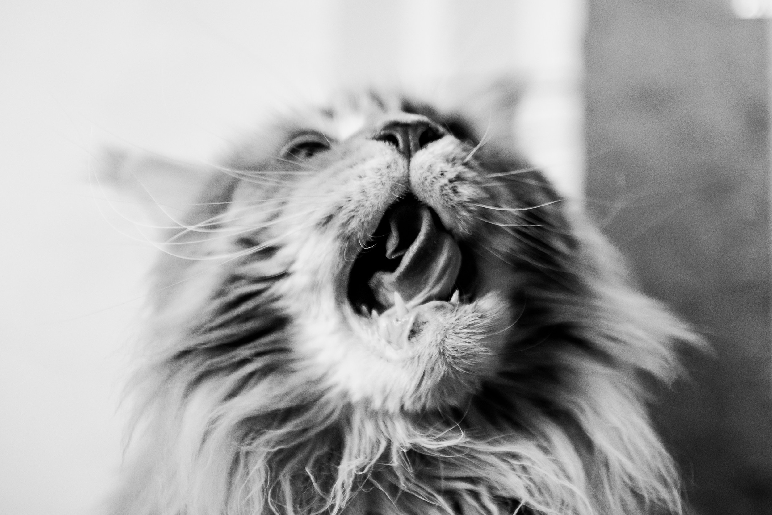 Алена, Виктор, Оливка и Ластик. Семейный Фотограф в Москве Ирина Хохлова