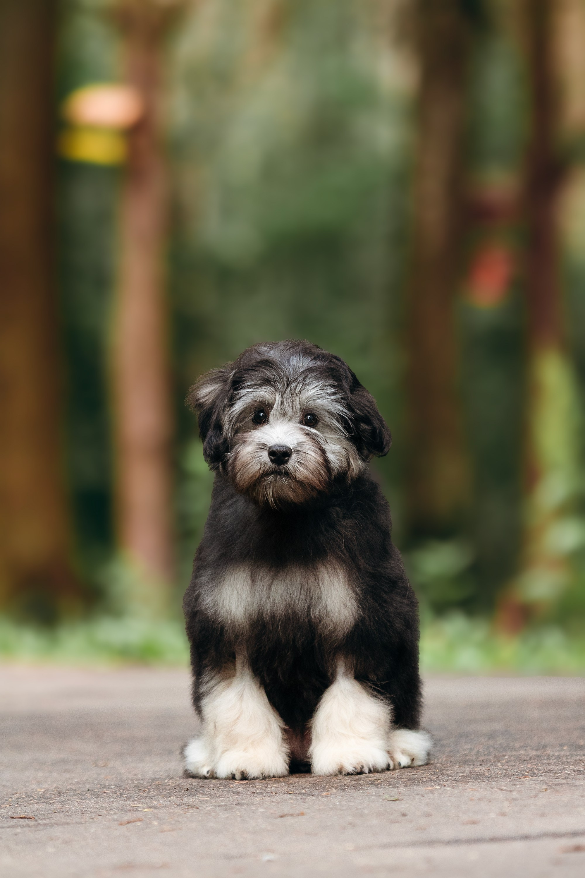 Фотосессии помётов щенков. Фотограф. Фотограф-анималист. Москва