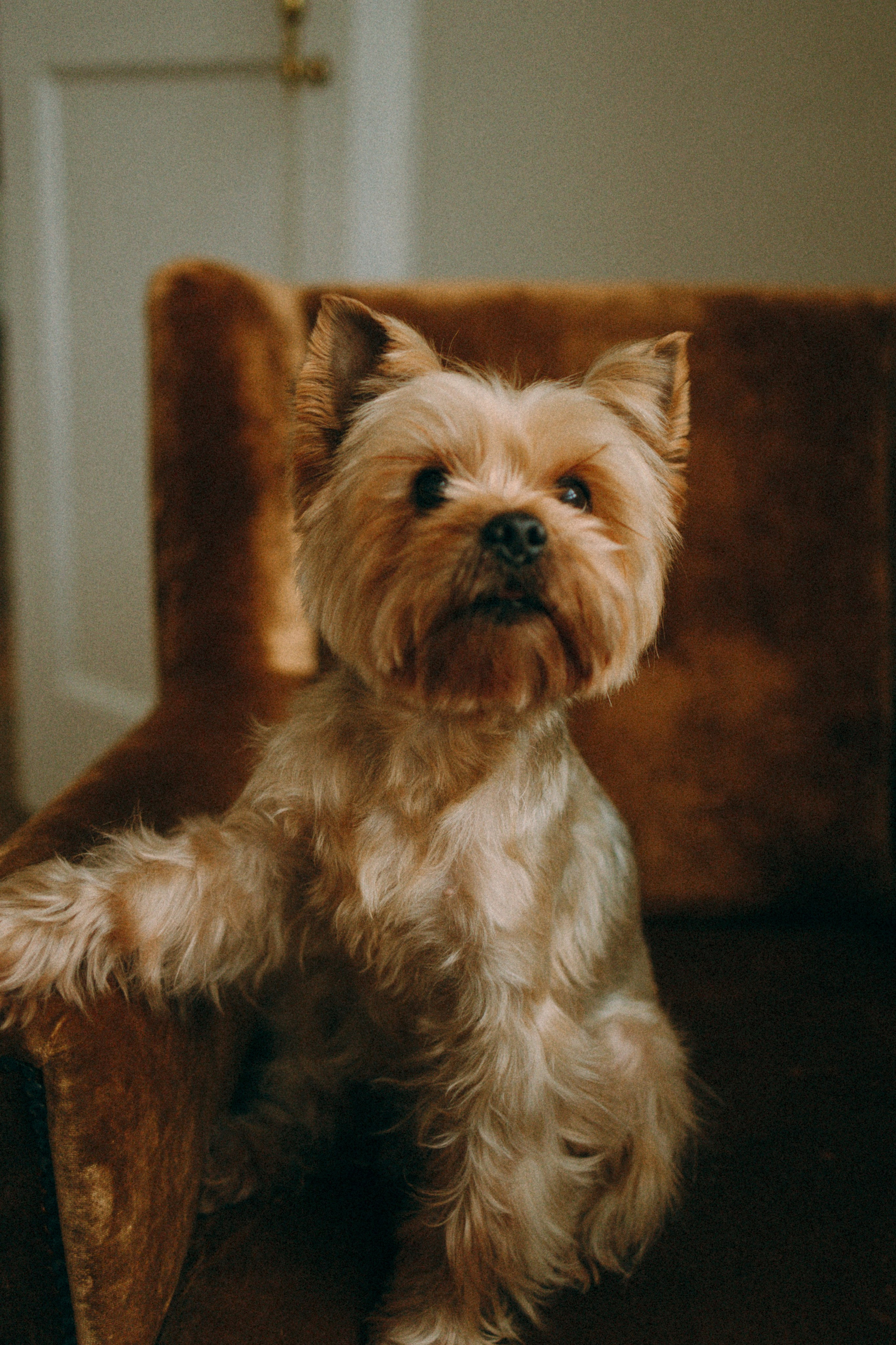 Ричард и Ксюша. Фотограф анималист Анастасия Пикей