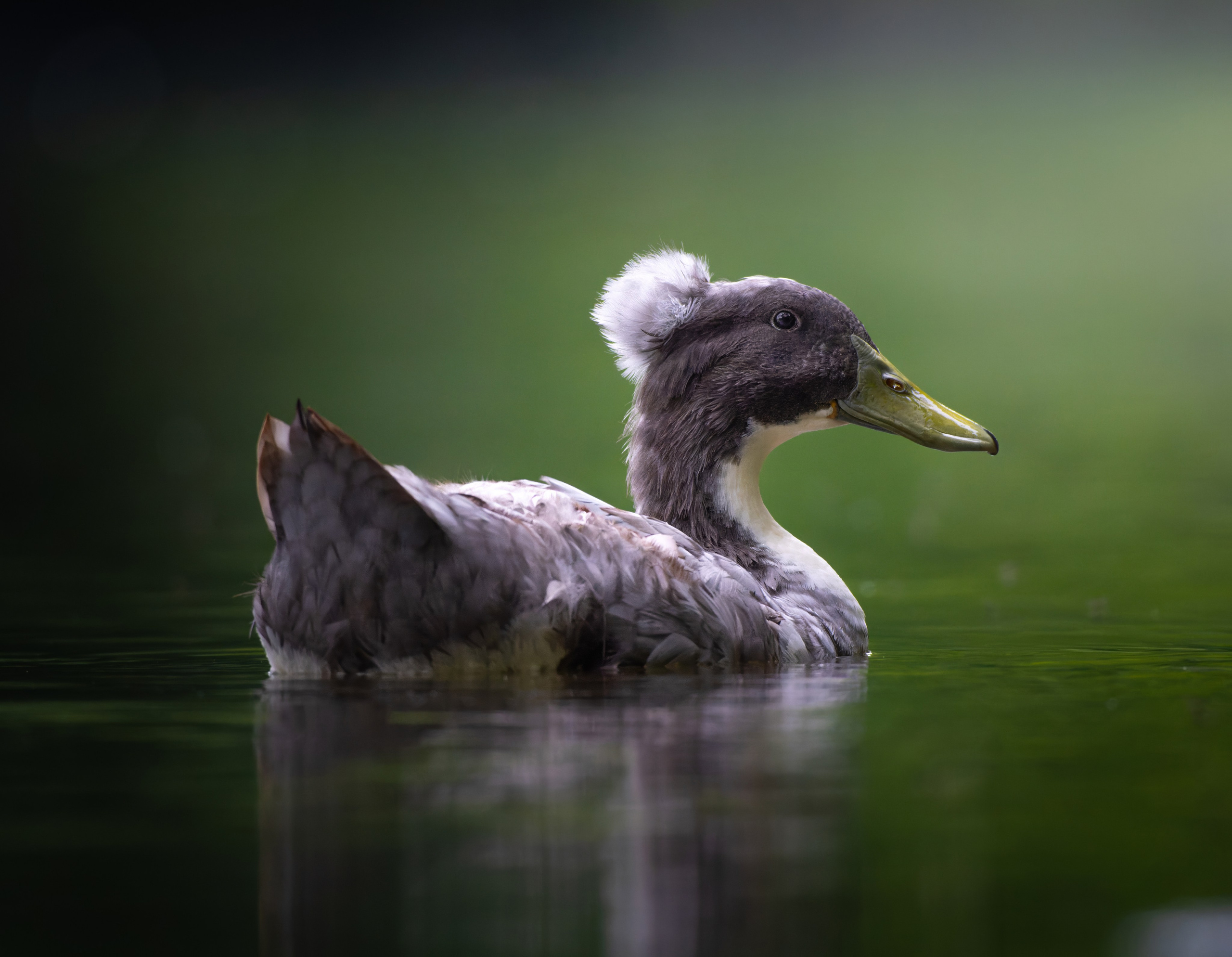 Птицы и животные. Oles Paritskiy