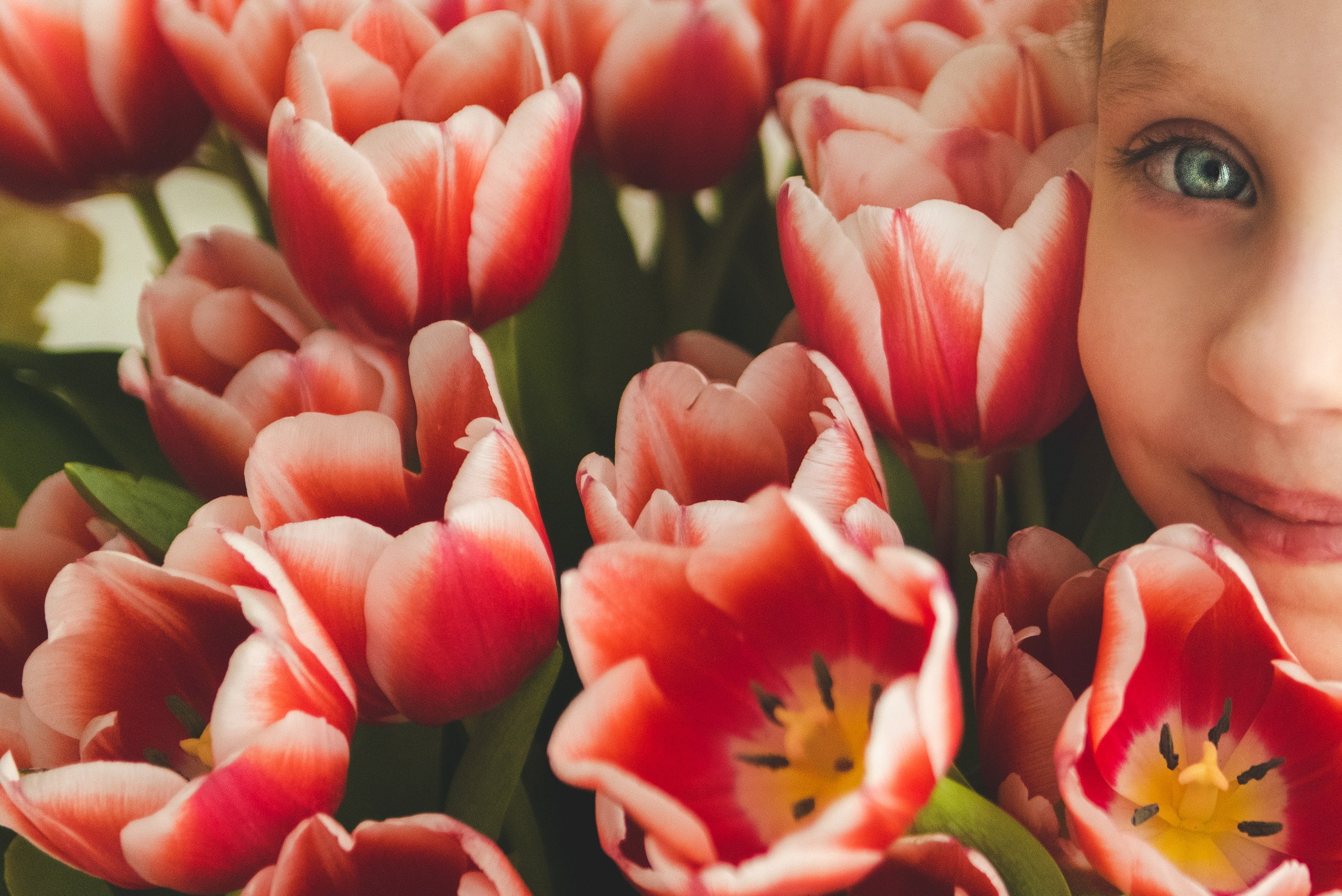 Тюльпаны. Фотограф новорожденных и детей в Барнауле — Екатерина Шапкина