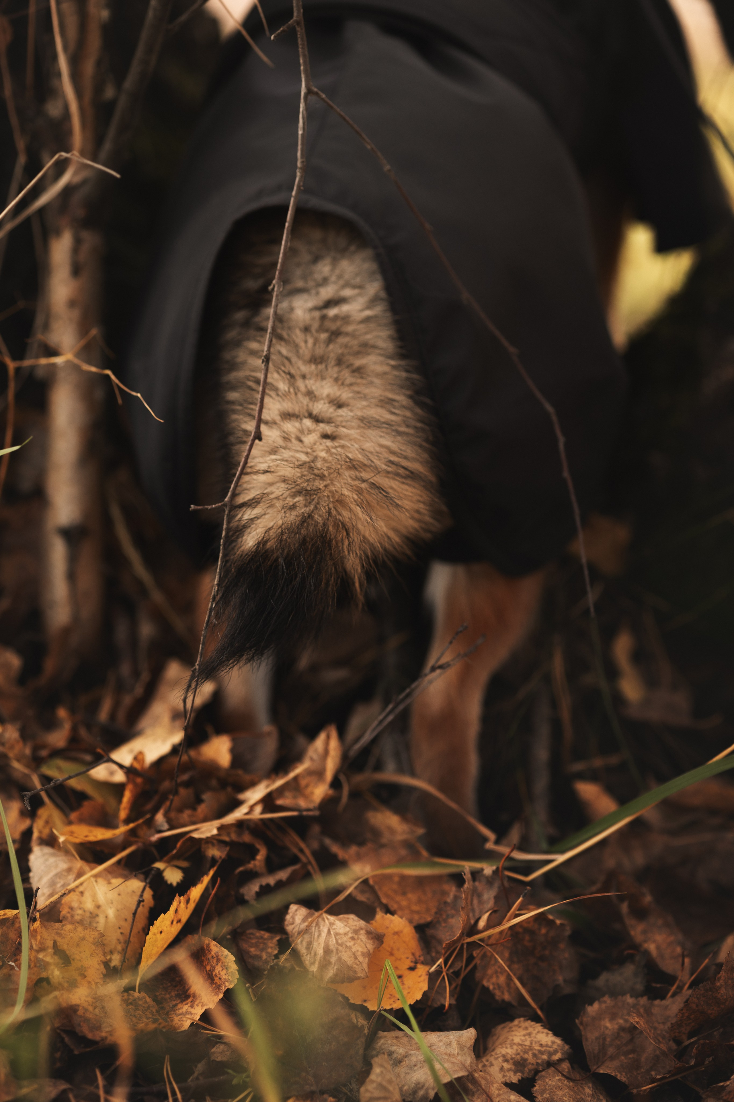 Оши | Сиба-Ину |. Фотограф