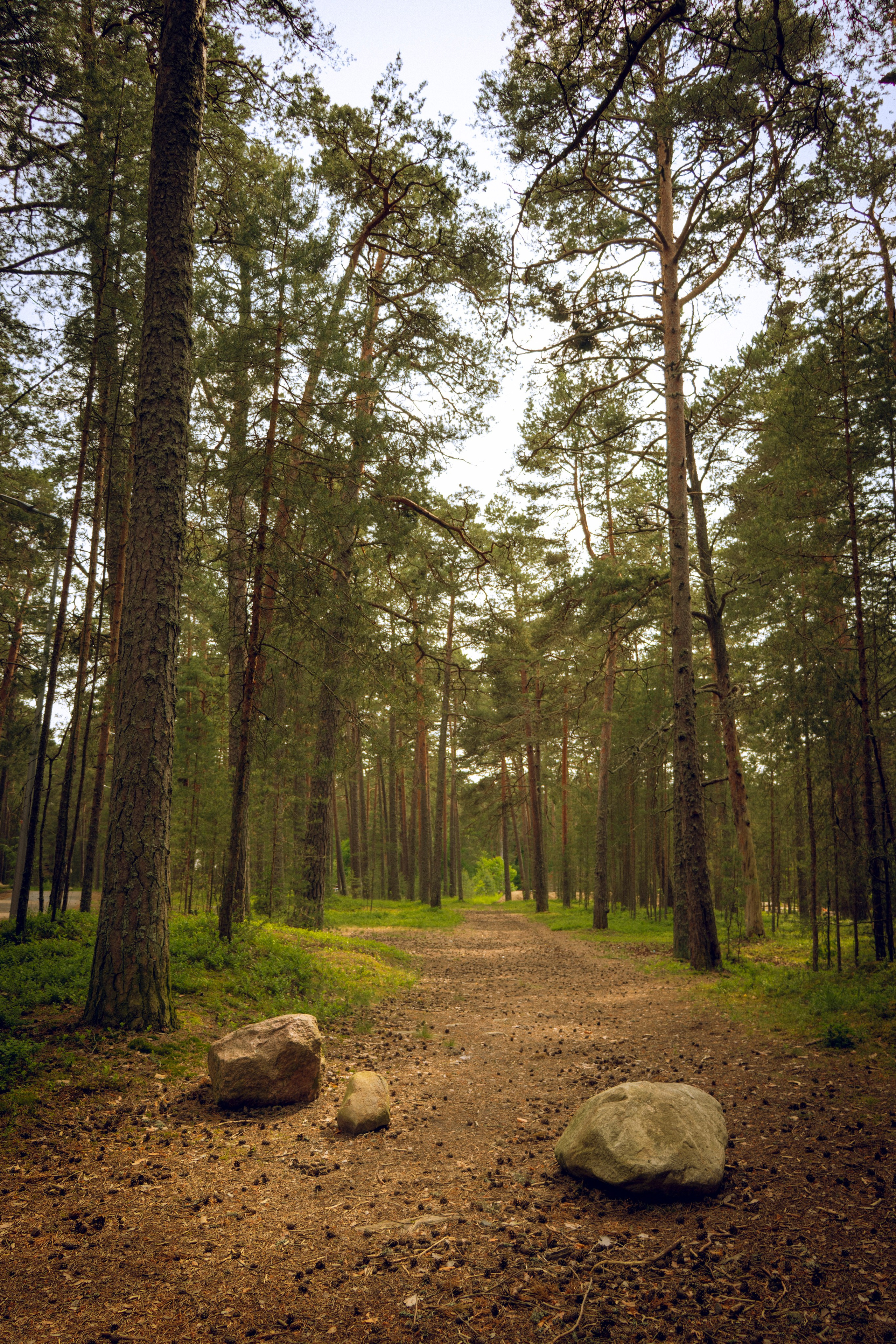 Из наблюдений. Плак или Квак