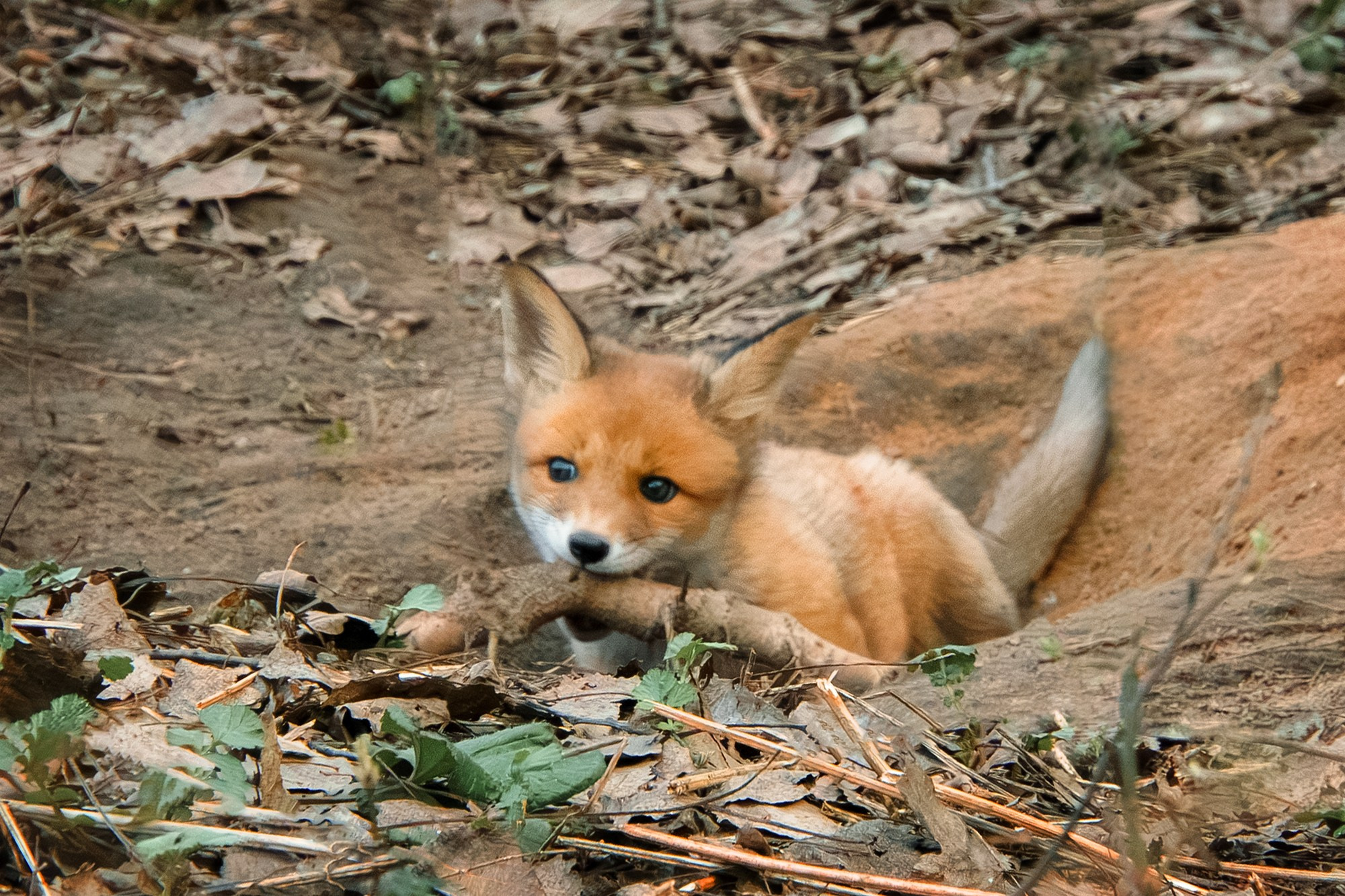 Животные. Ваш личный фотограф Марина Волкова
