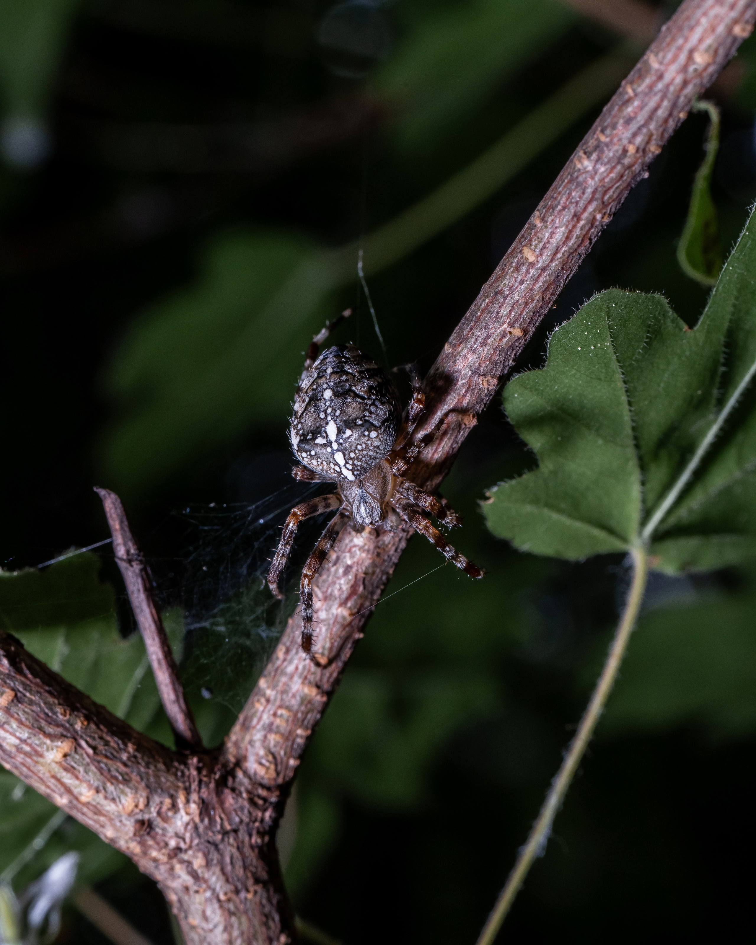 МАКРО. Фотограф в Алматы Артемий Матюнин