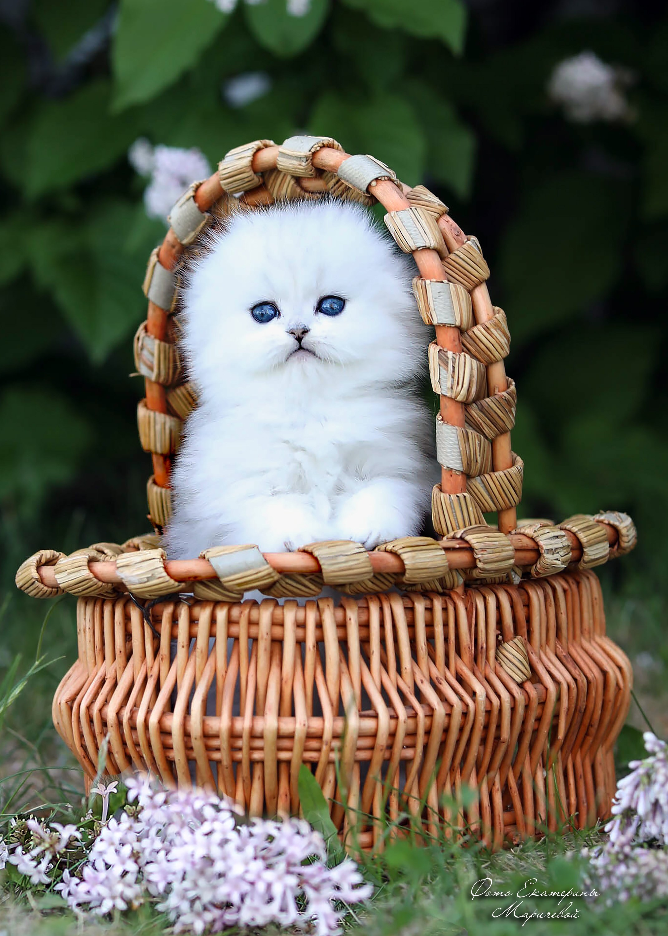 Выездная съёмка с естественным светом. Фотограф-анималист в Омске Екатерина Маричева