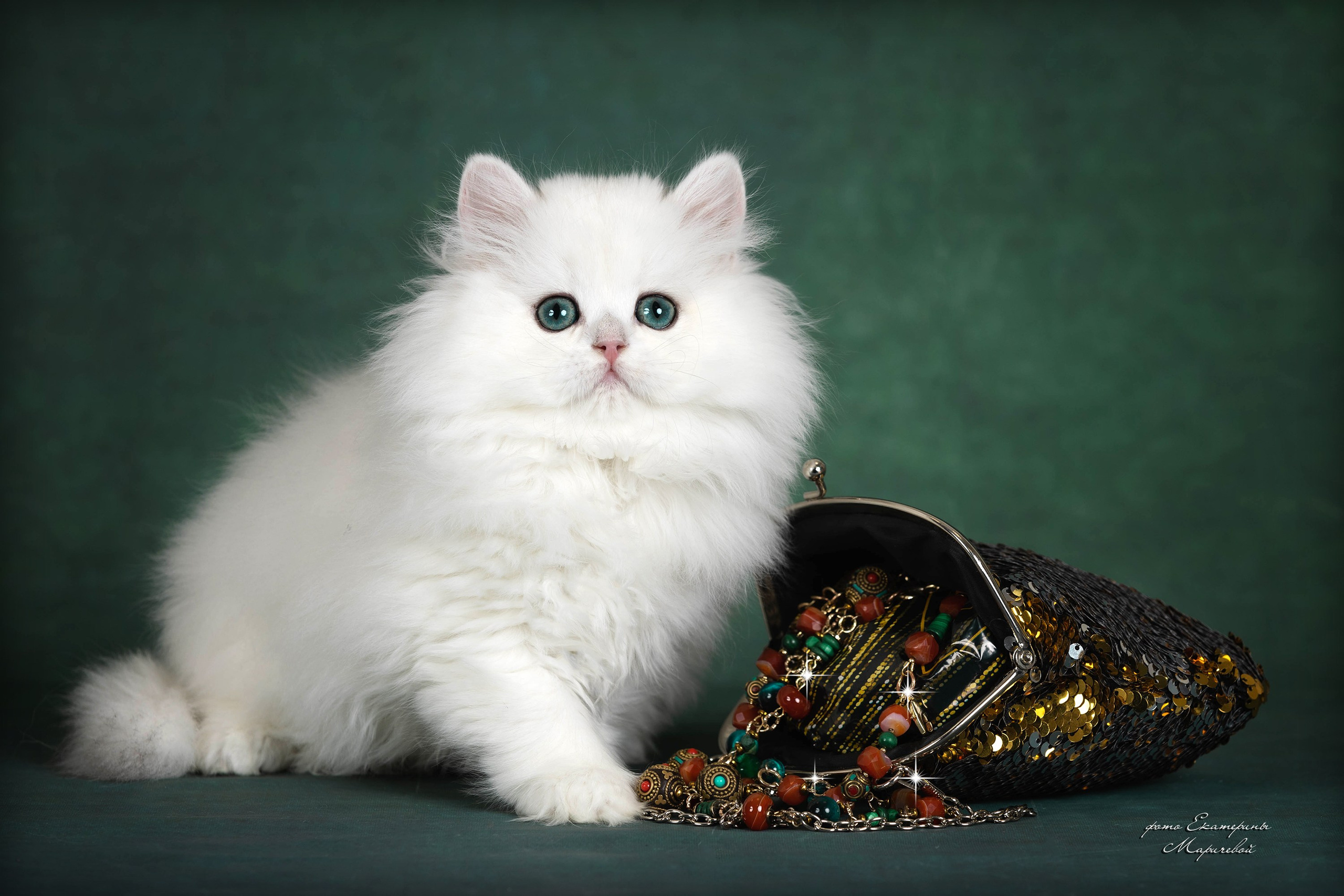 Галерея котят. Фотограф-анималист в Омске Екатерина Маричева