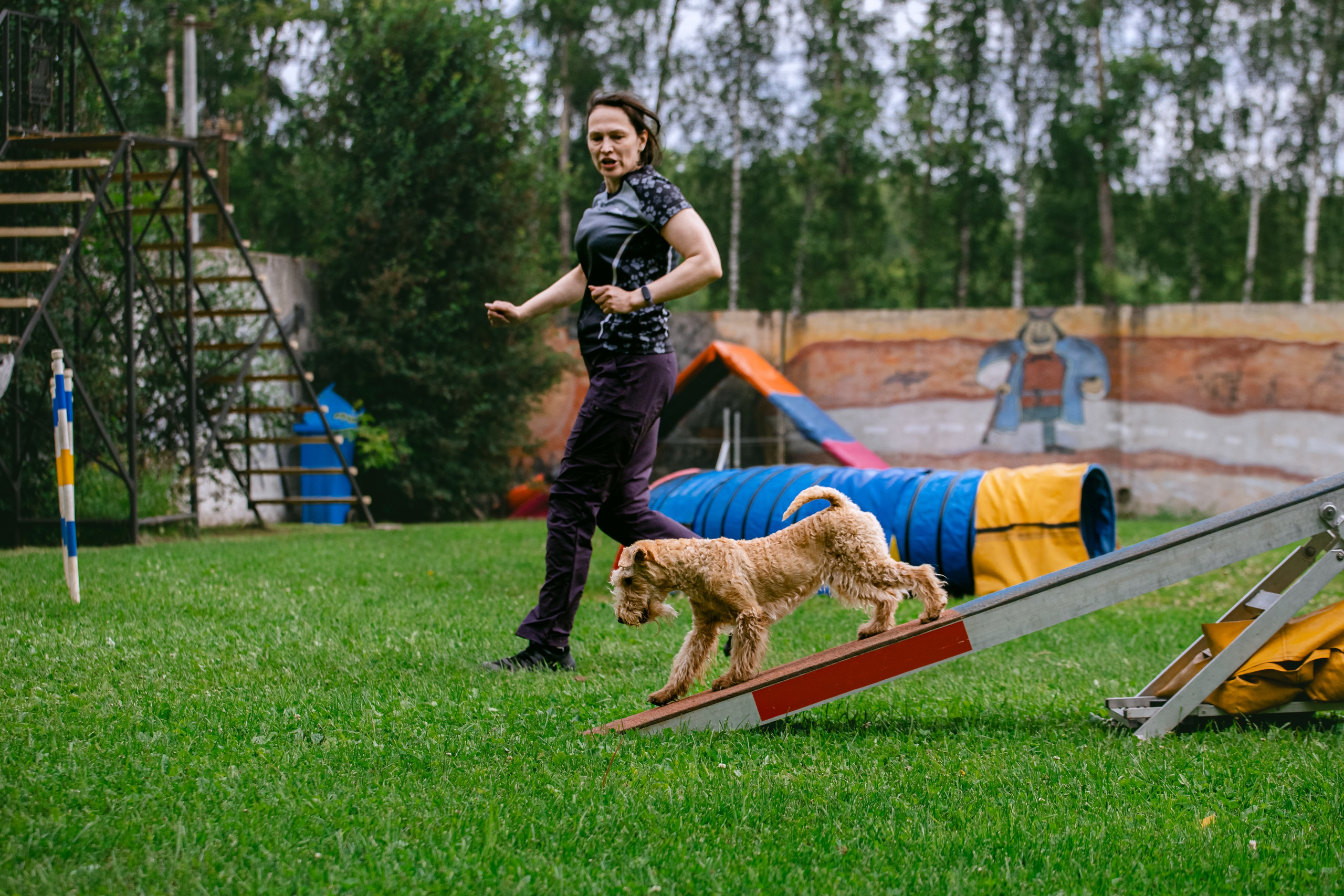 Соревнования по аджилити Долгопрудный 30.06.2025. Фотограф-анималист Татьяна Степанова