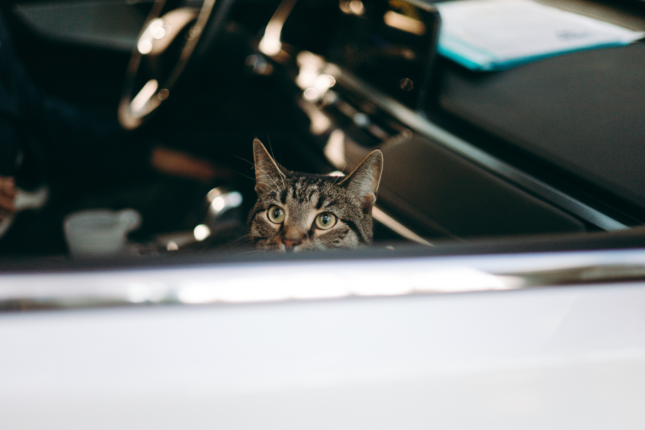 Настя & Айрис. Их глаза-как два огонька в ночи. Фотограф — анималист •love-story•|Санкт-Петербург