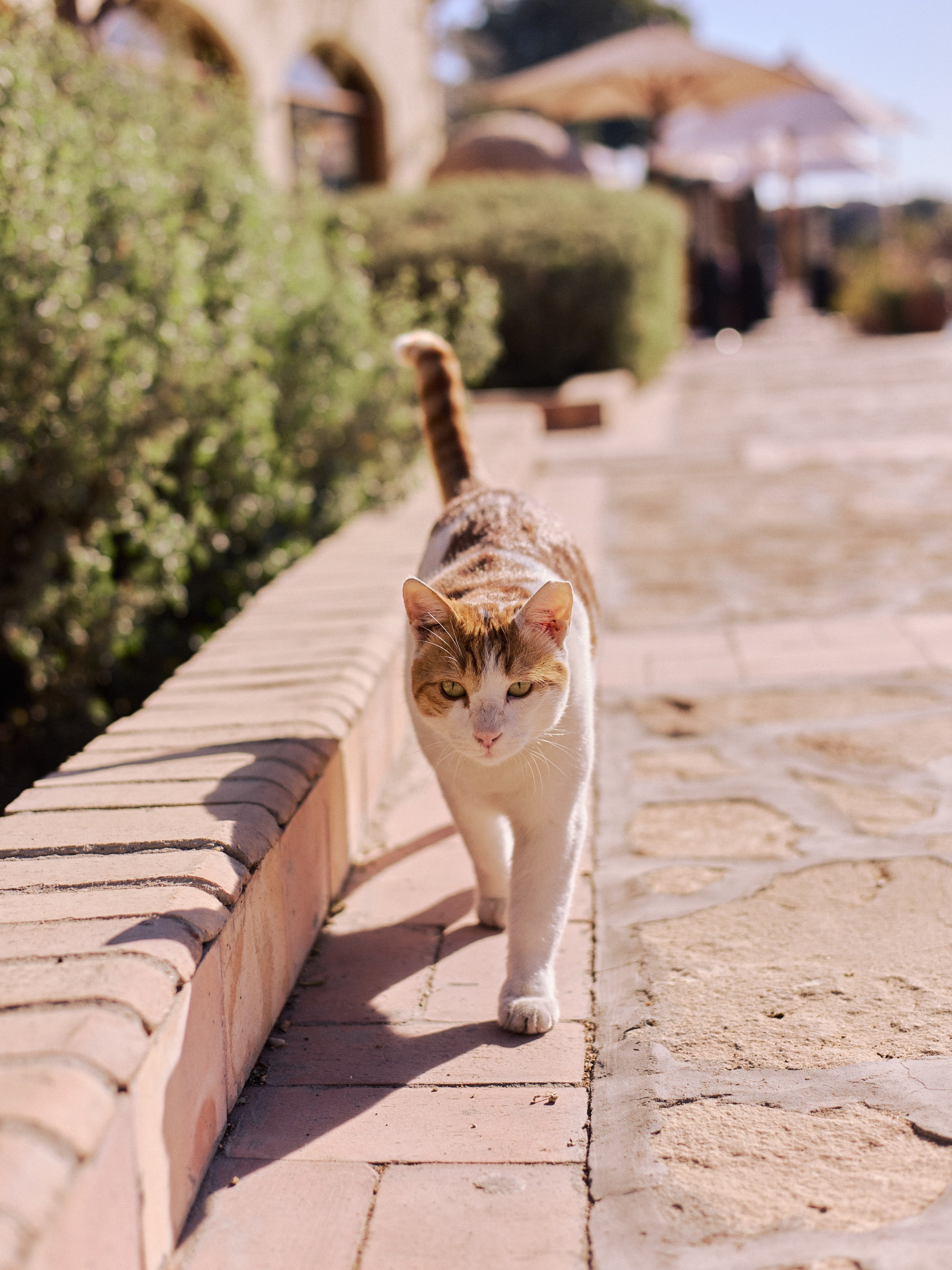Другое 4. Jorgis — фотограф в Хургаде / обучение фотографии