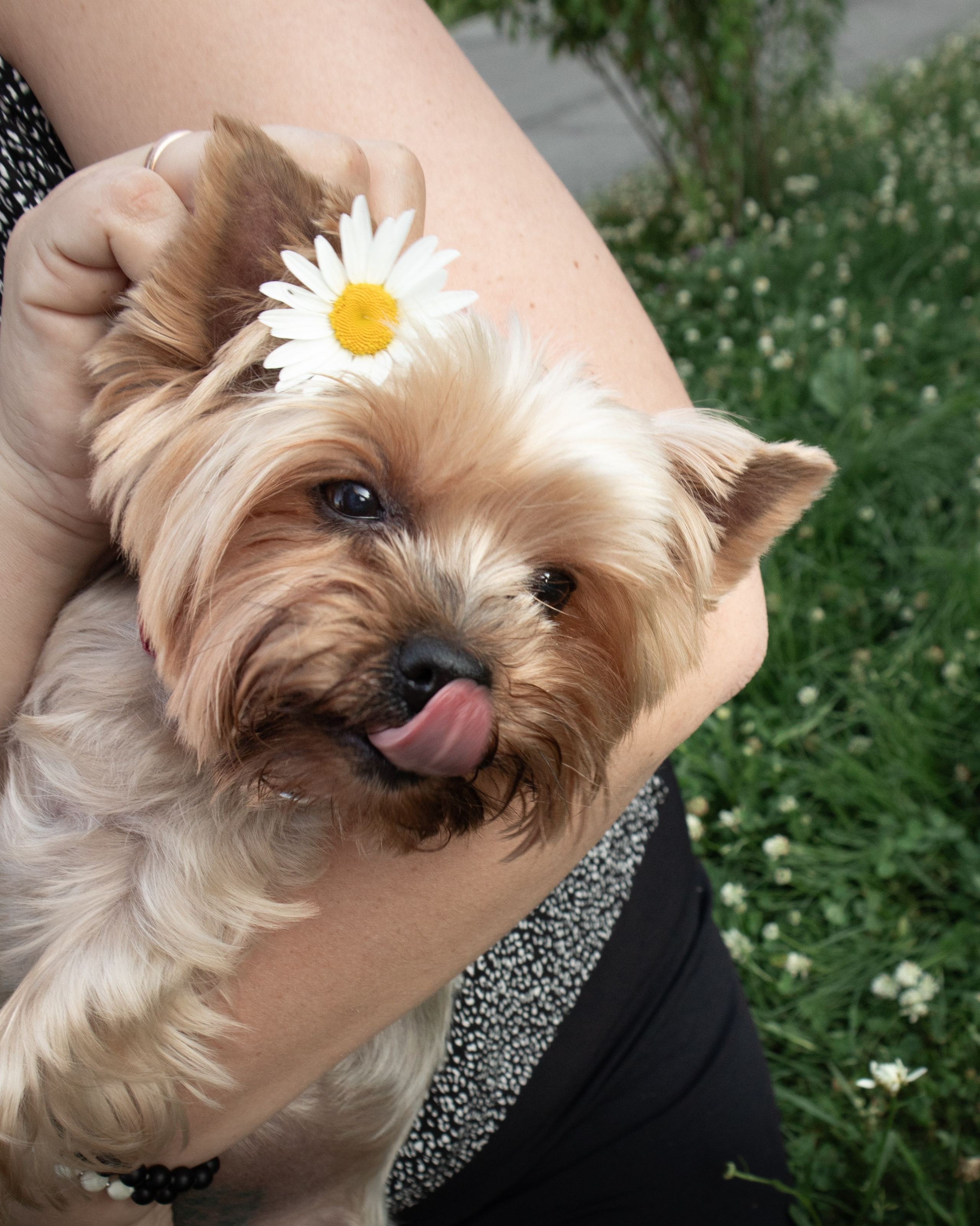 С животными. Фотограф Новосибирск, Академгородок, Бердск — Айна